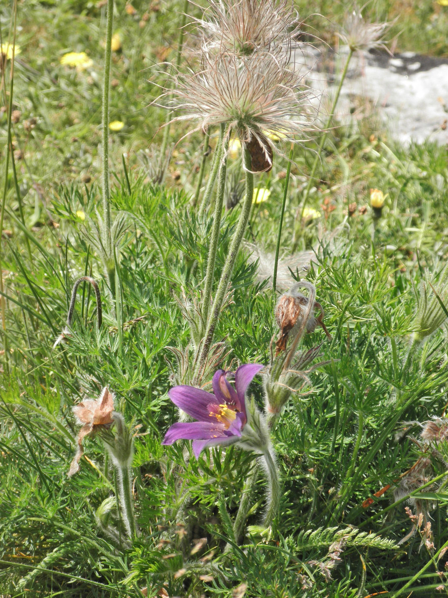 : Pulsatilla vulgaris.