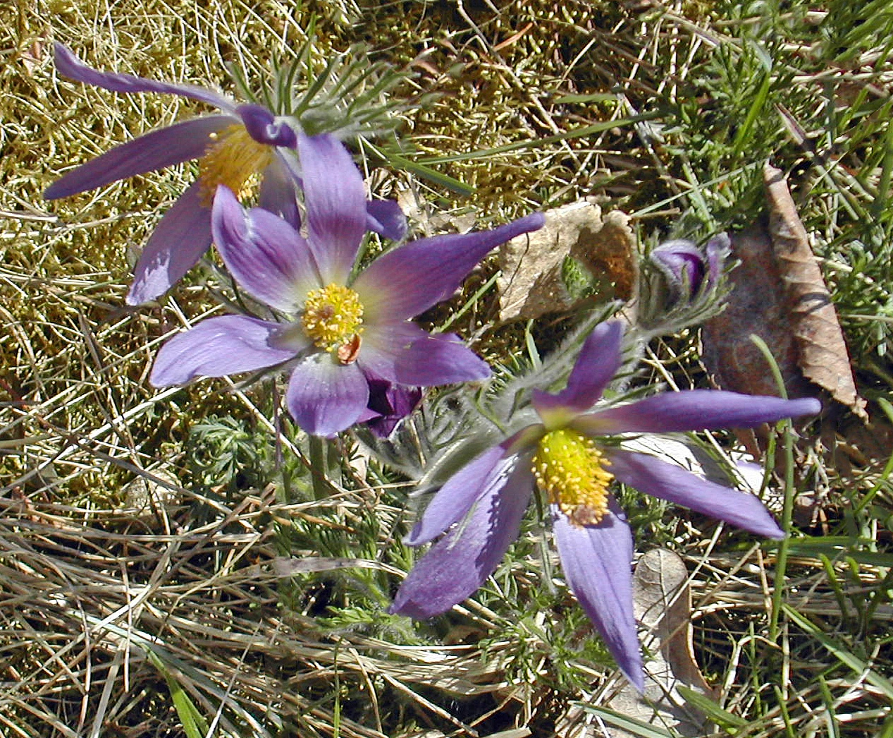 : Pulsatilla vulgaris.