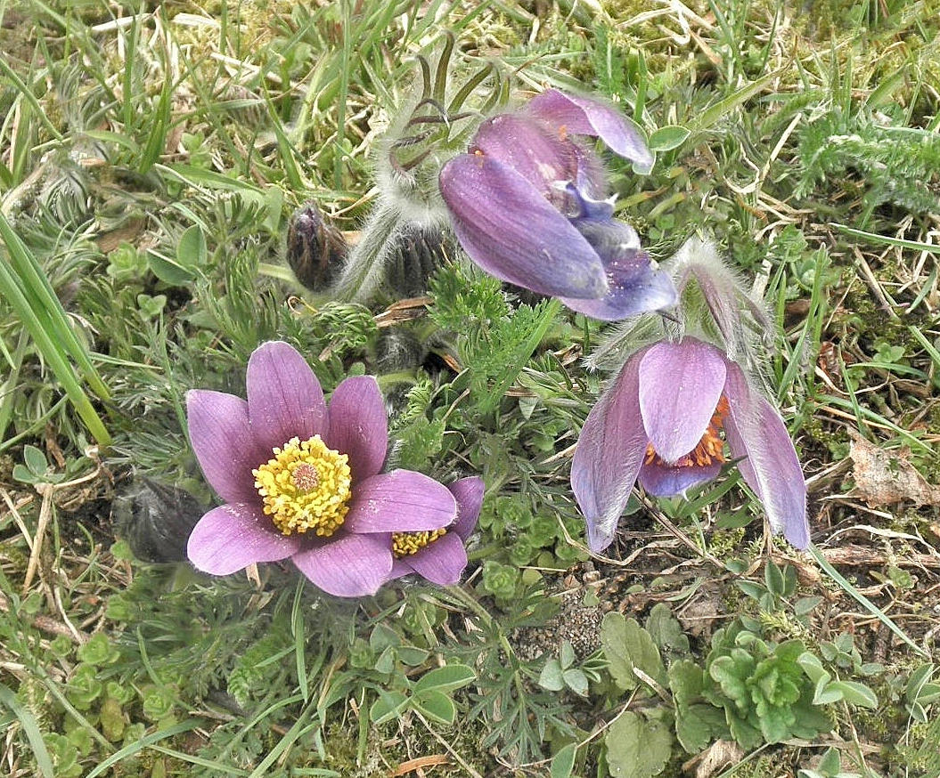 : Pulsatilla vulgaris.