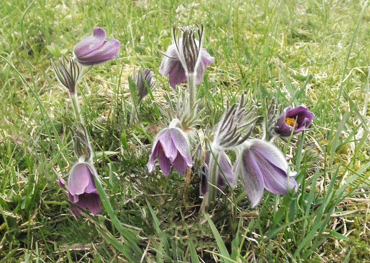 : Pulsatilla vulgaris.