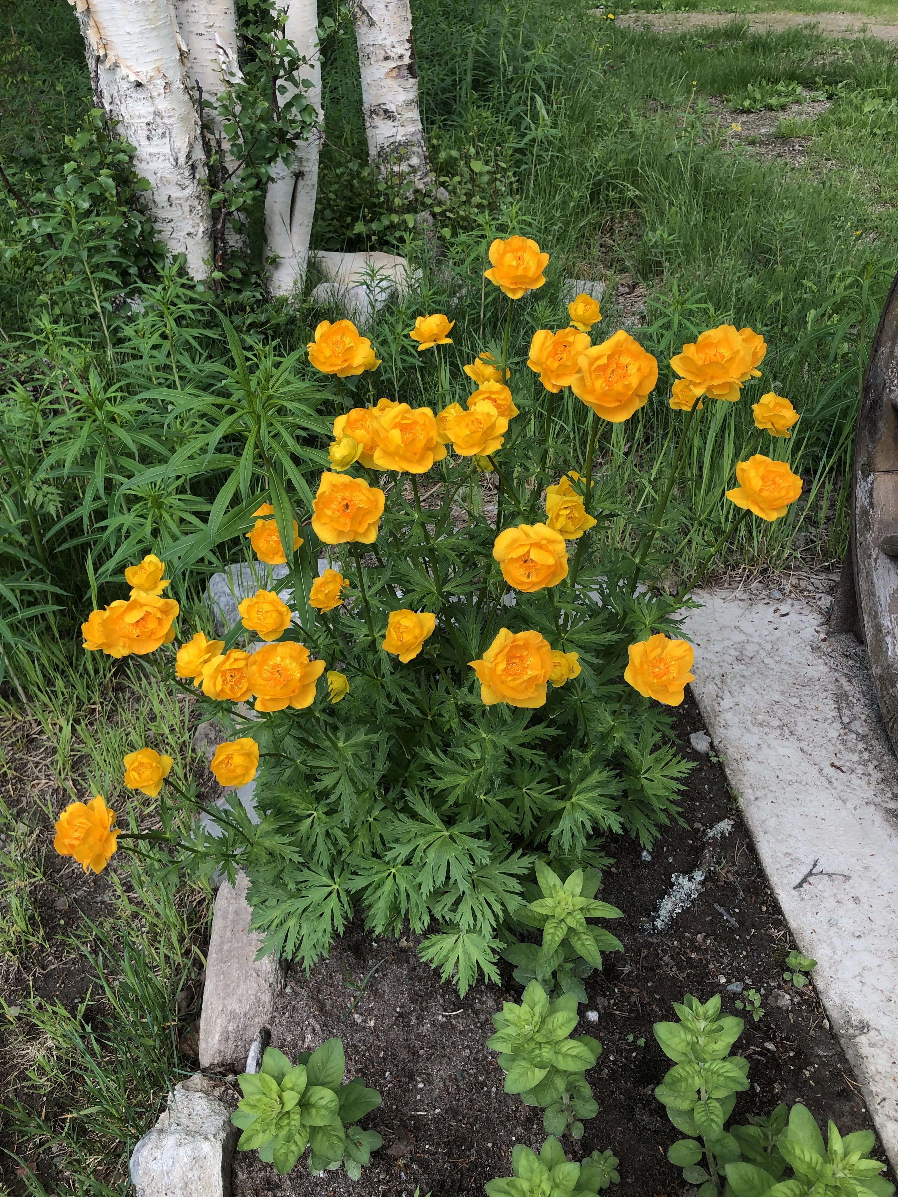 : Trollius asiaticus.