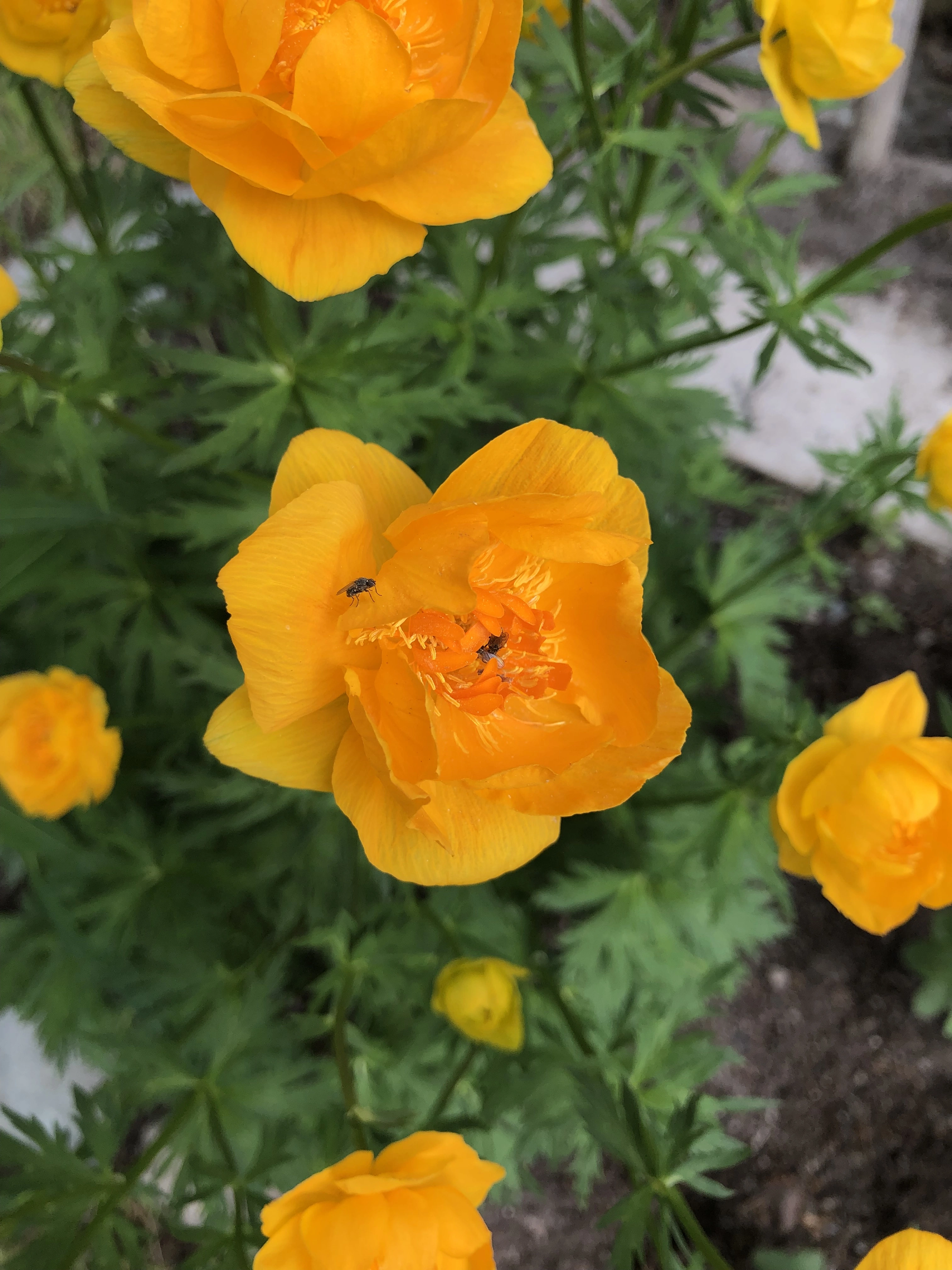 : Trollius asiaticus.