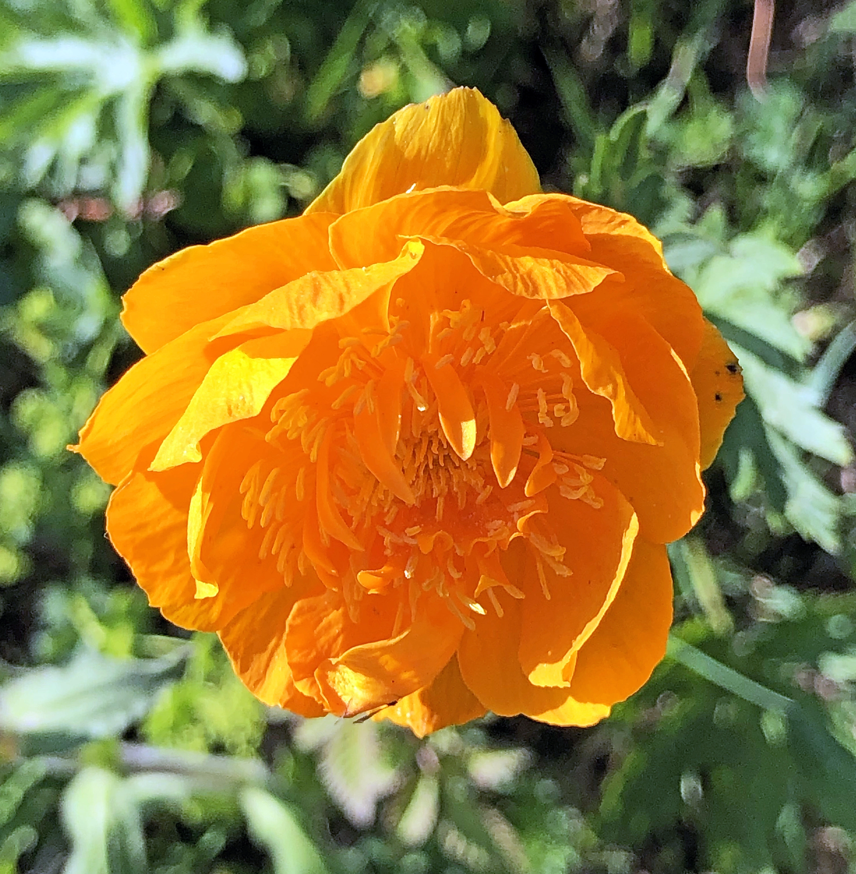 : Trollius asiaticus.