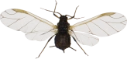 : Aphidoidea.