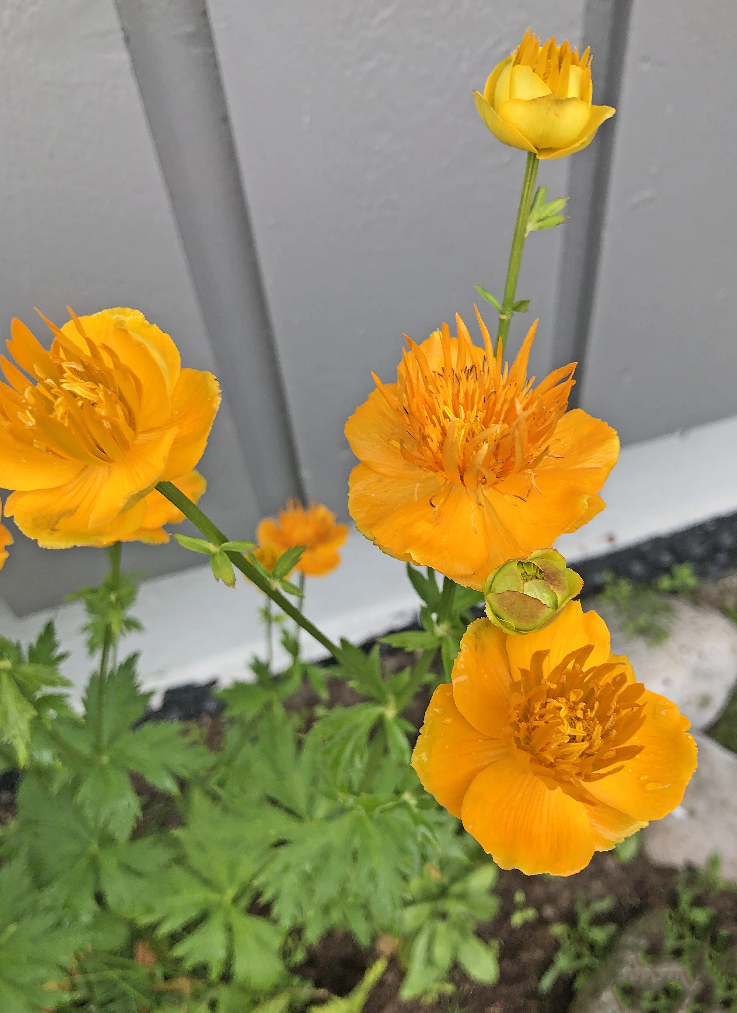 : Trollius chinensis.