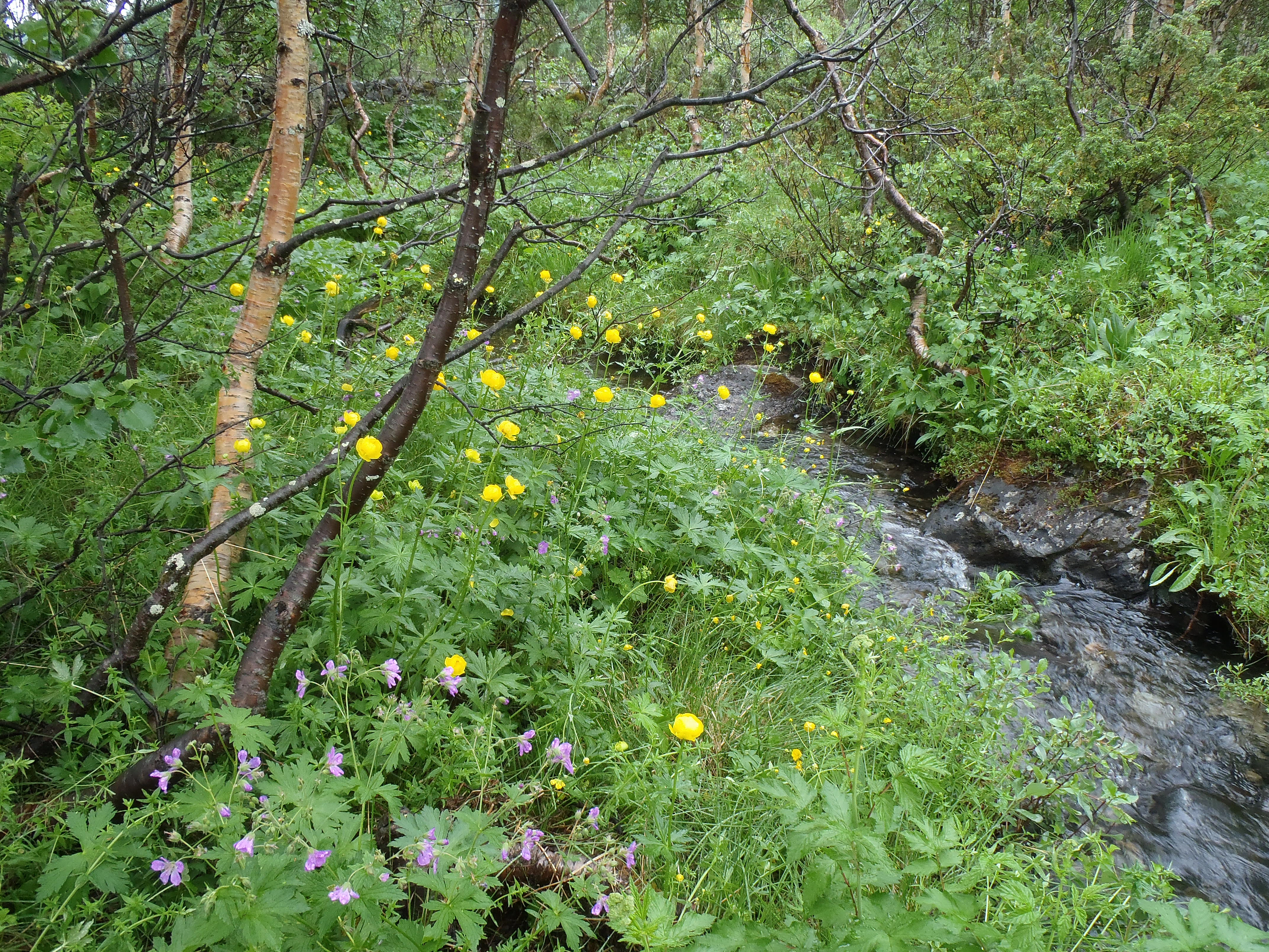 : Trollius europaeus.