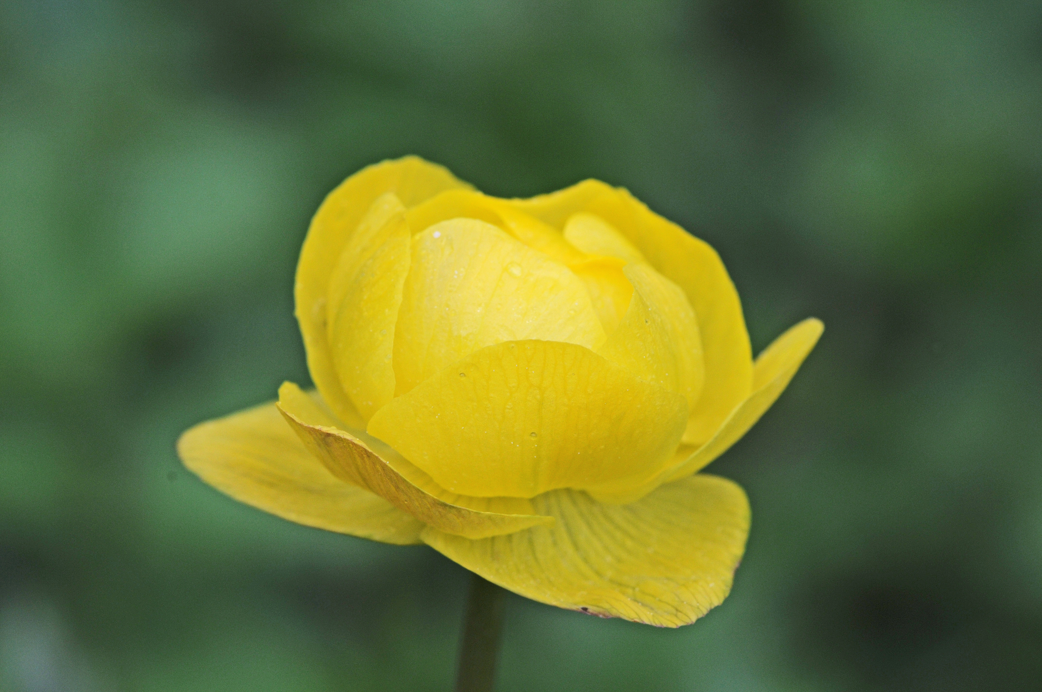 : Trollius europaeus.