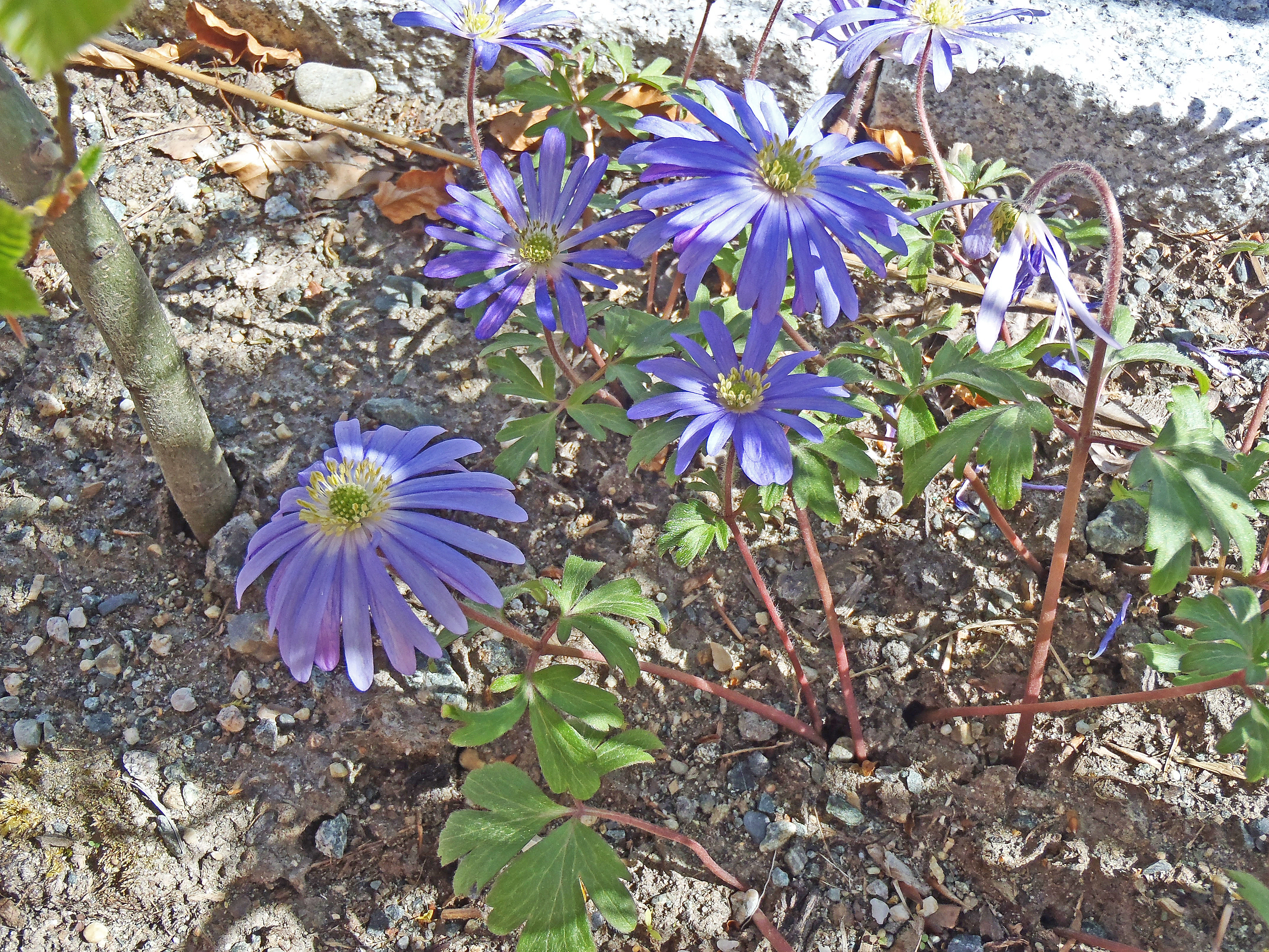 : Anemone blanda.