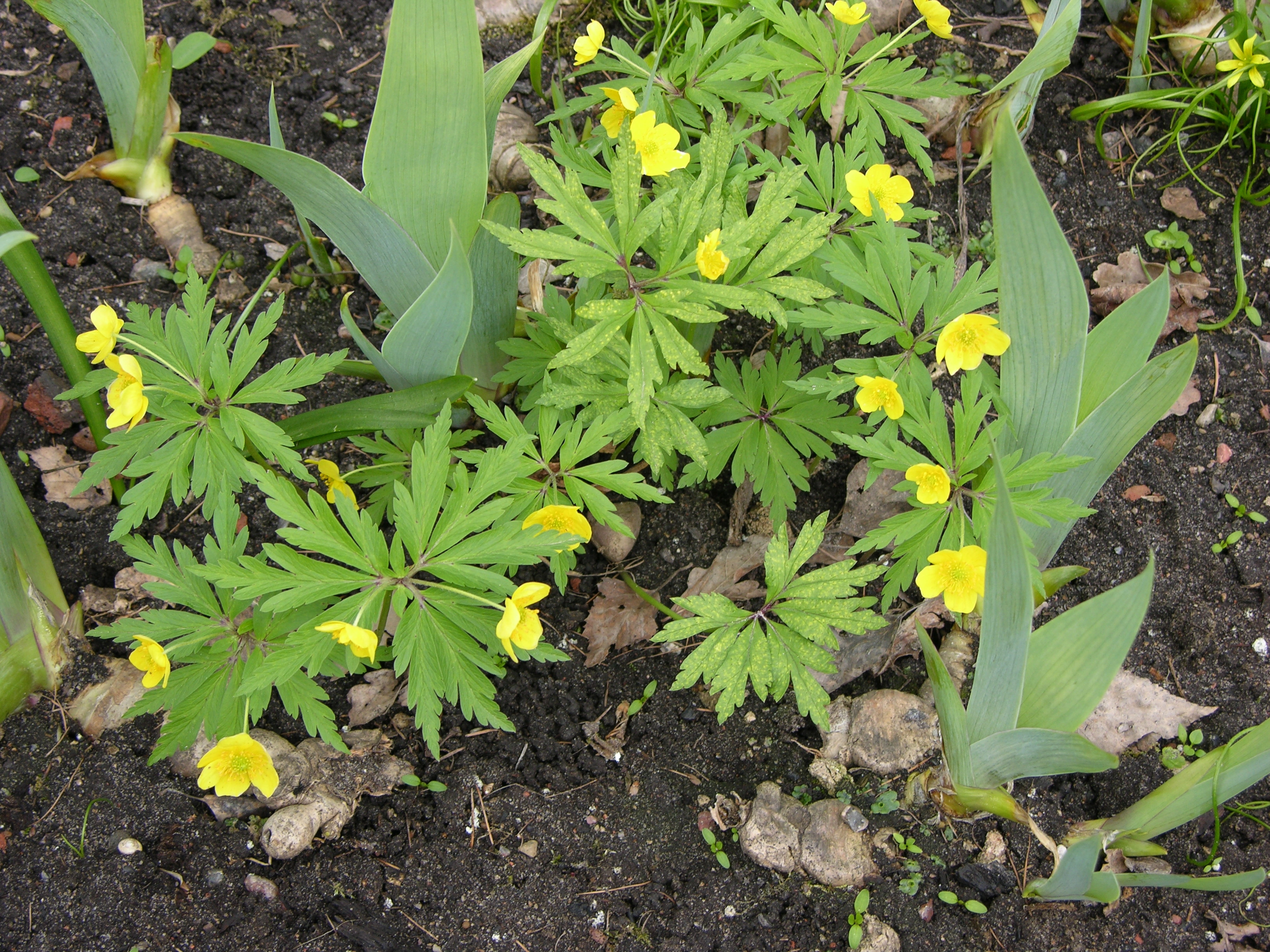 : Anemone ranunculoides.