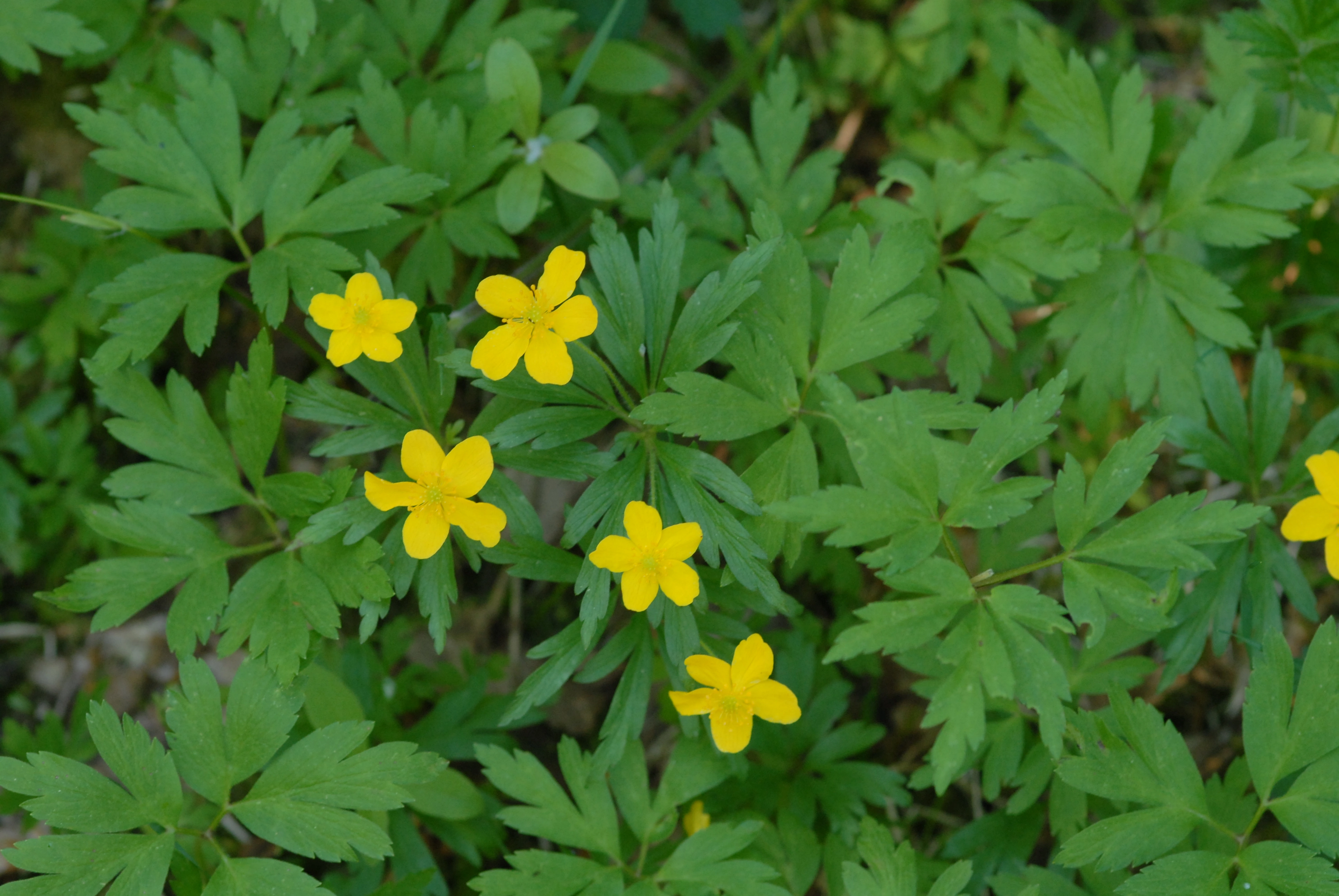 : Anemone ranunculoides.