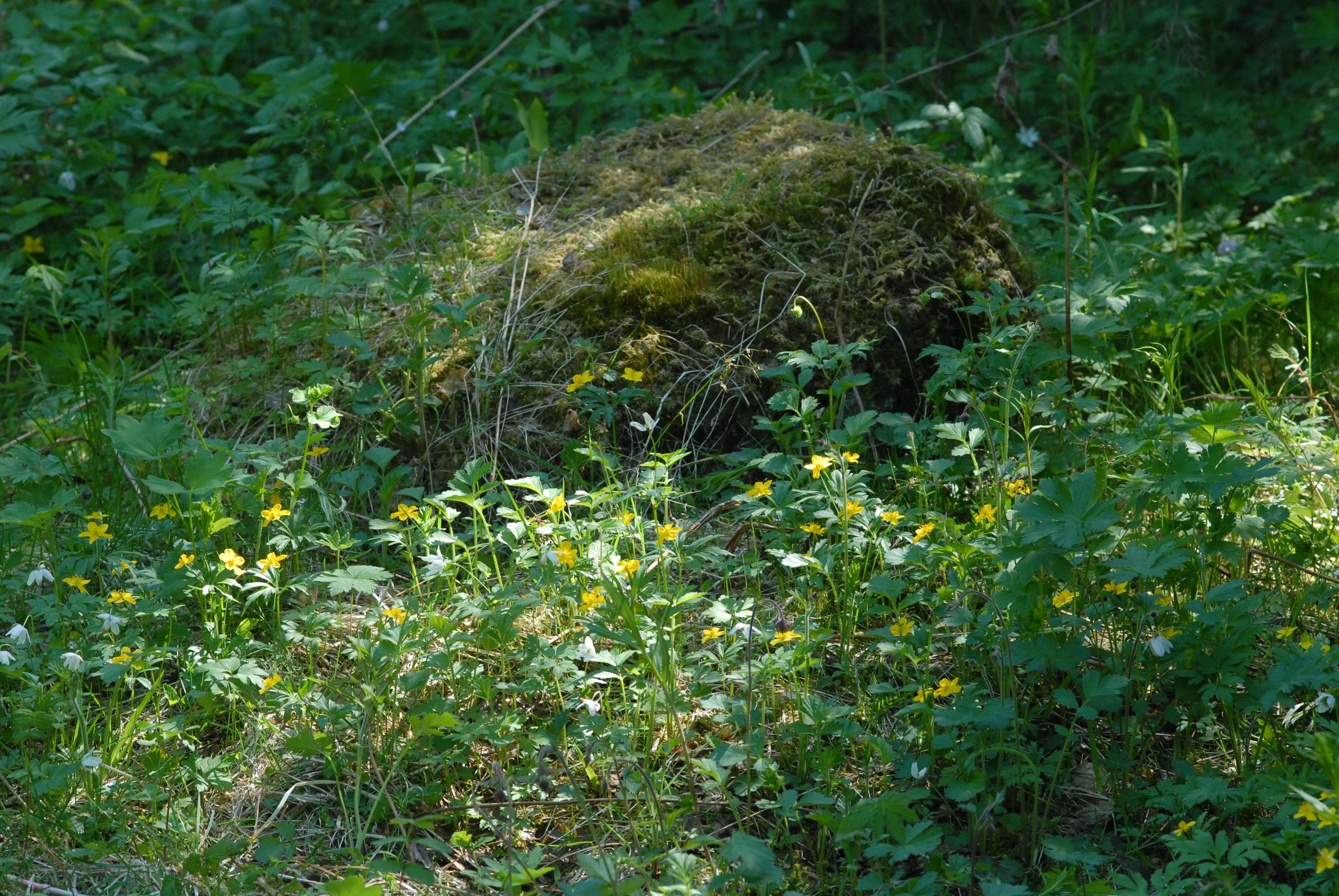 : Anemone ranunculoides.