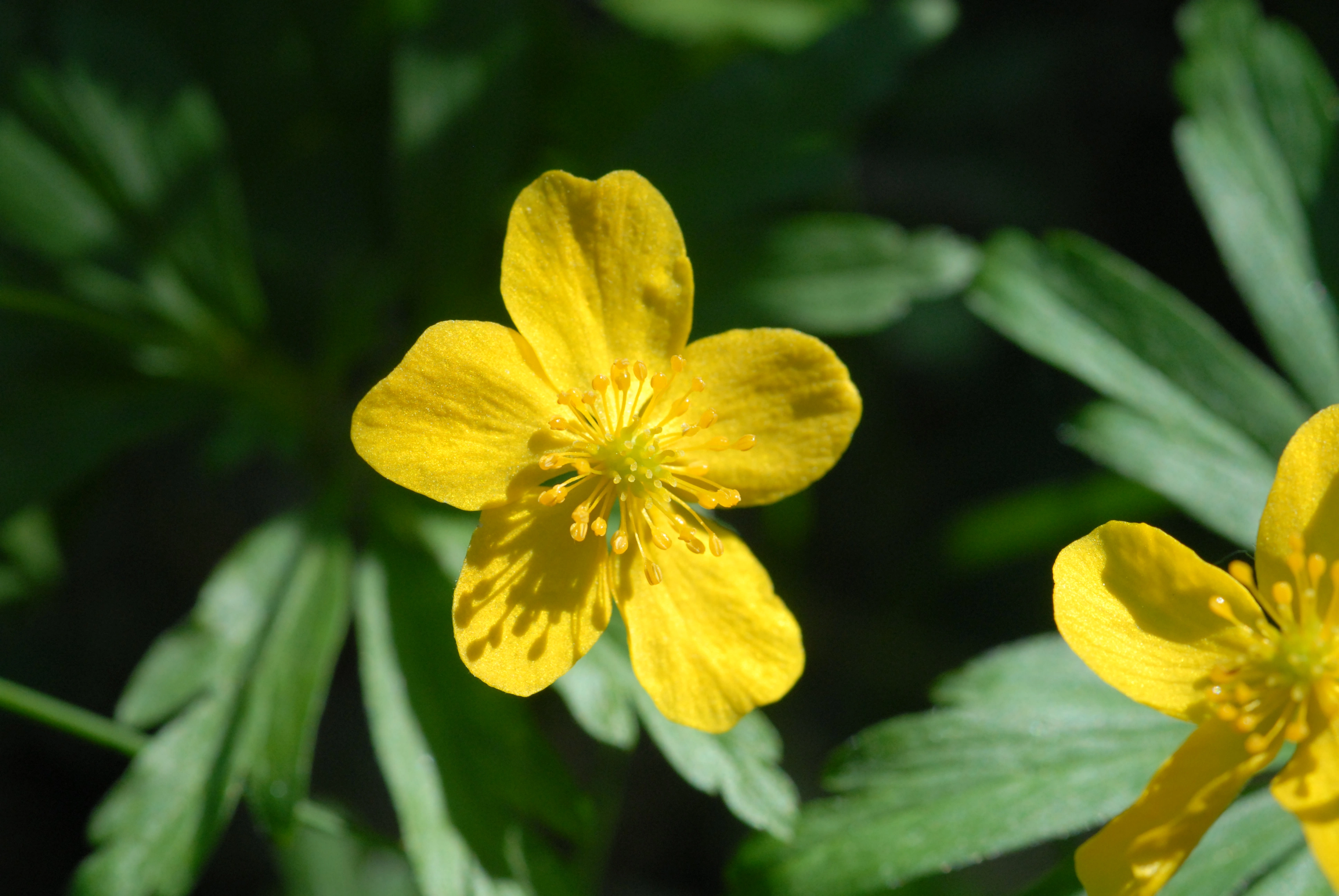 : Anemone ranunculoides.