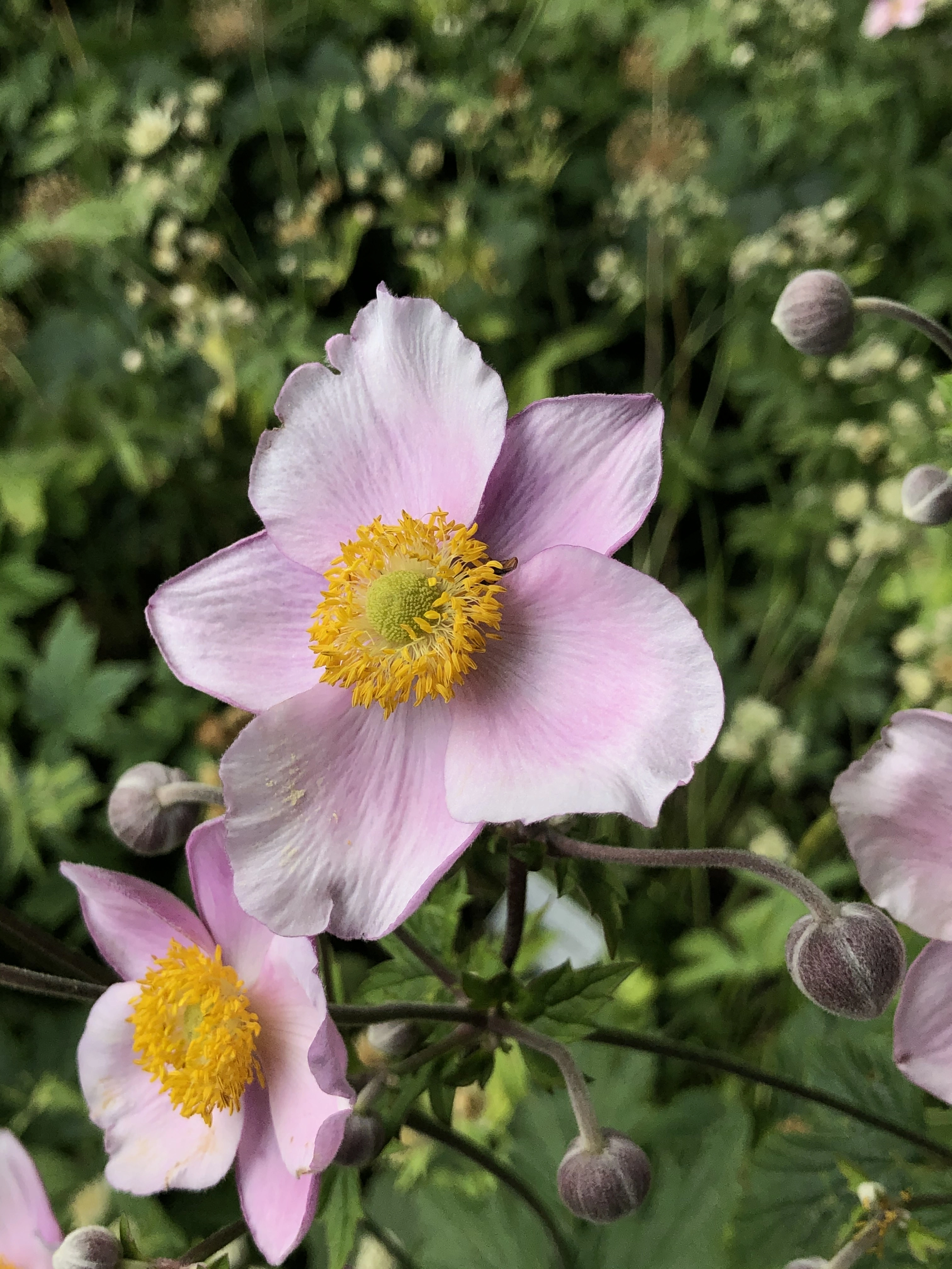 : Anemone scabiosa.