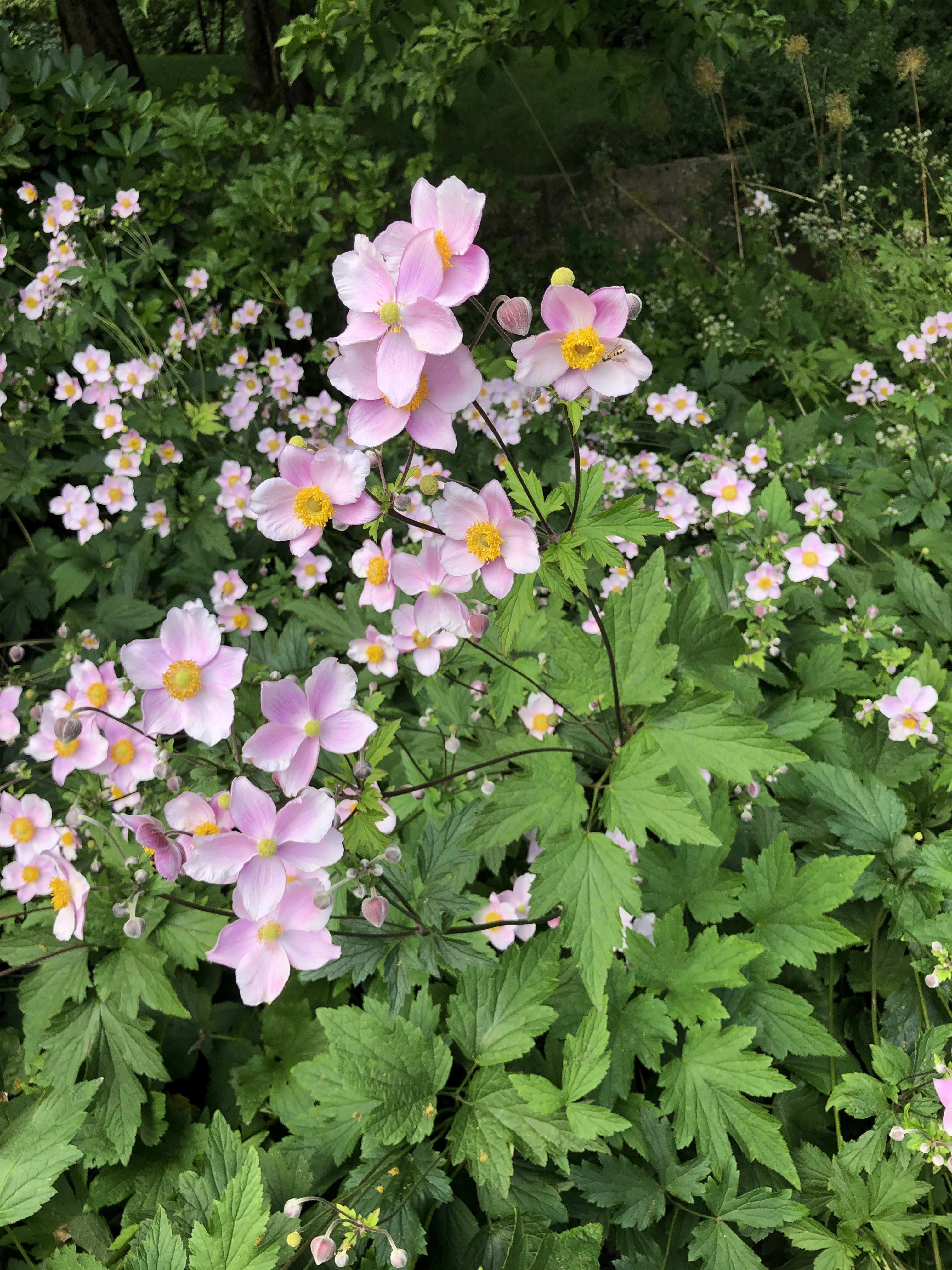 : Anemone scabiosa.