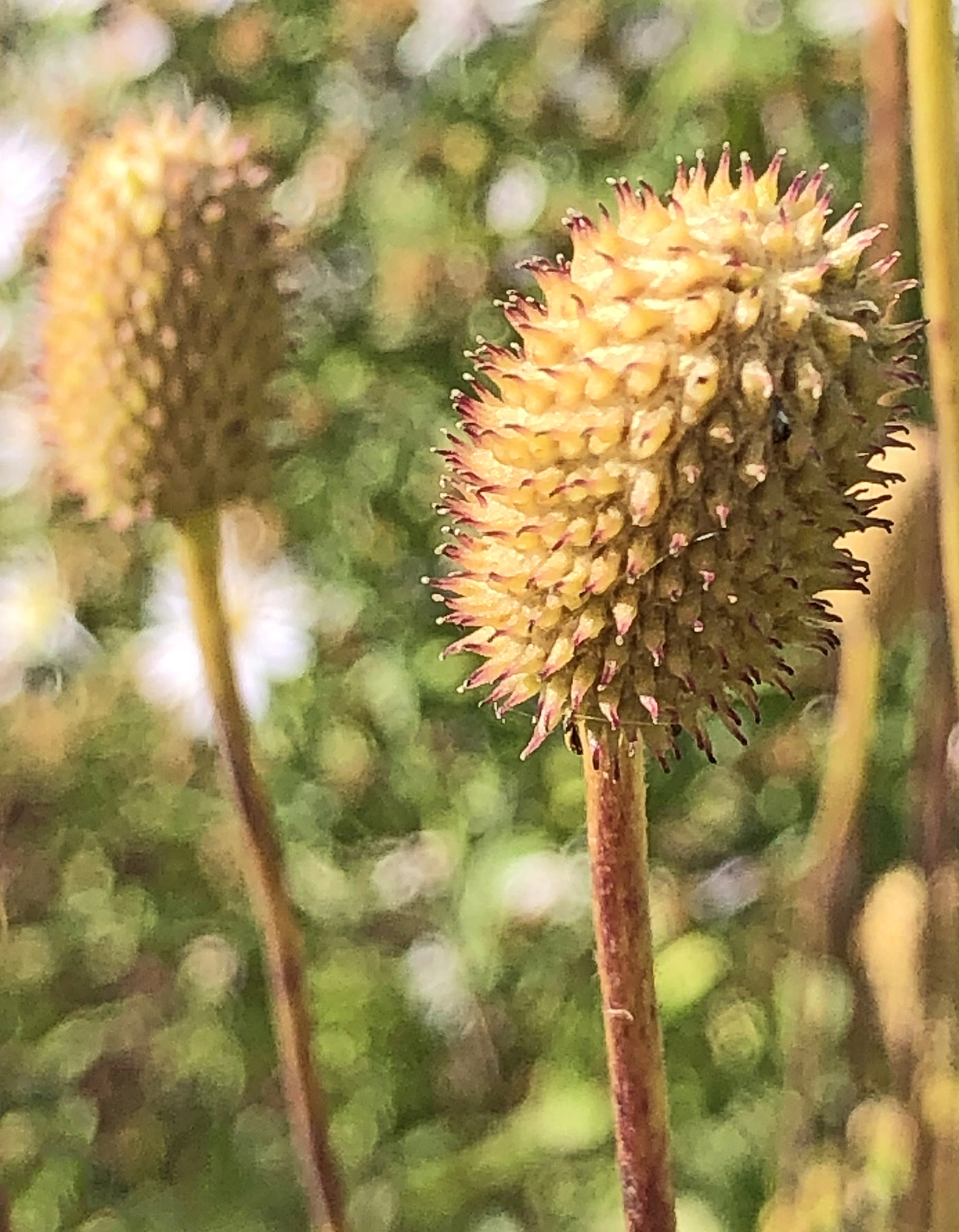 : Anemone scabiosa.