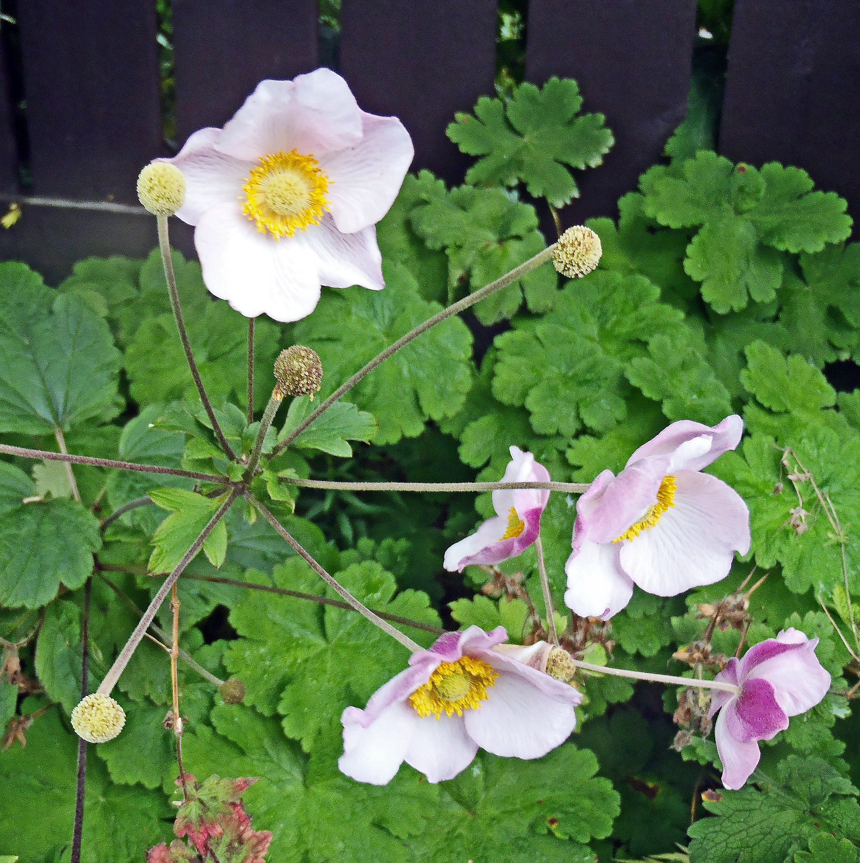 : Anemone scabiosa.