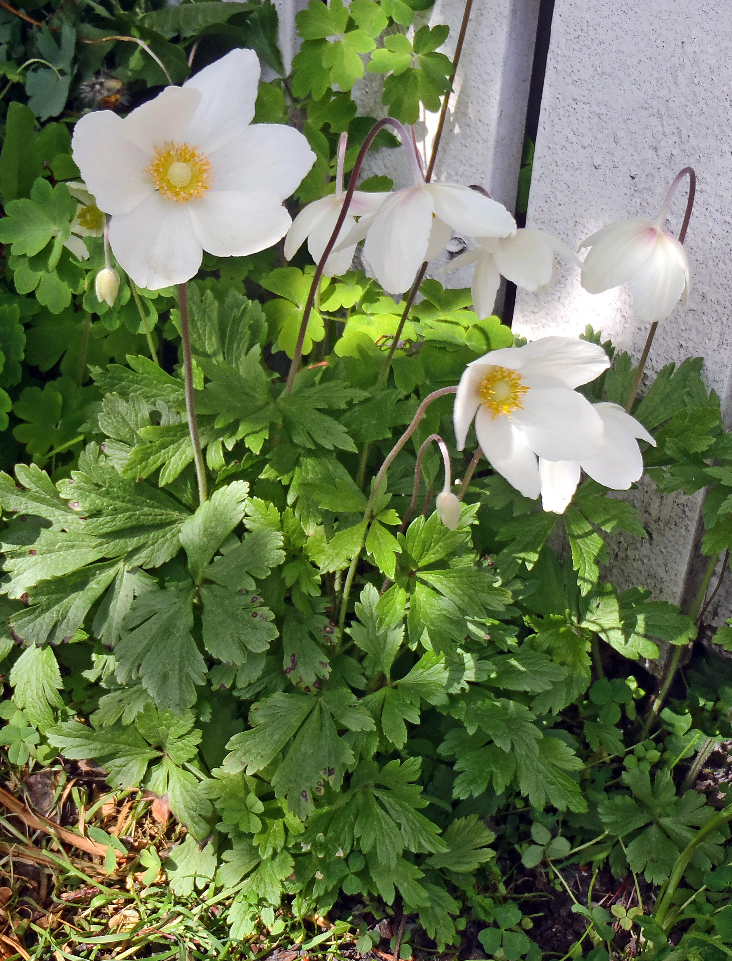 : Anemone sylvestris.