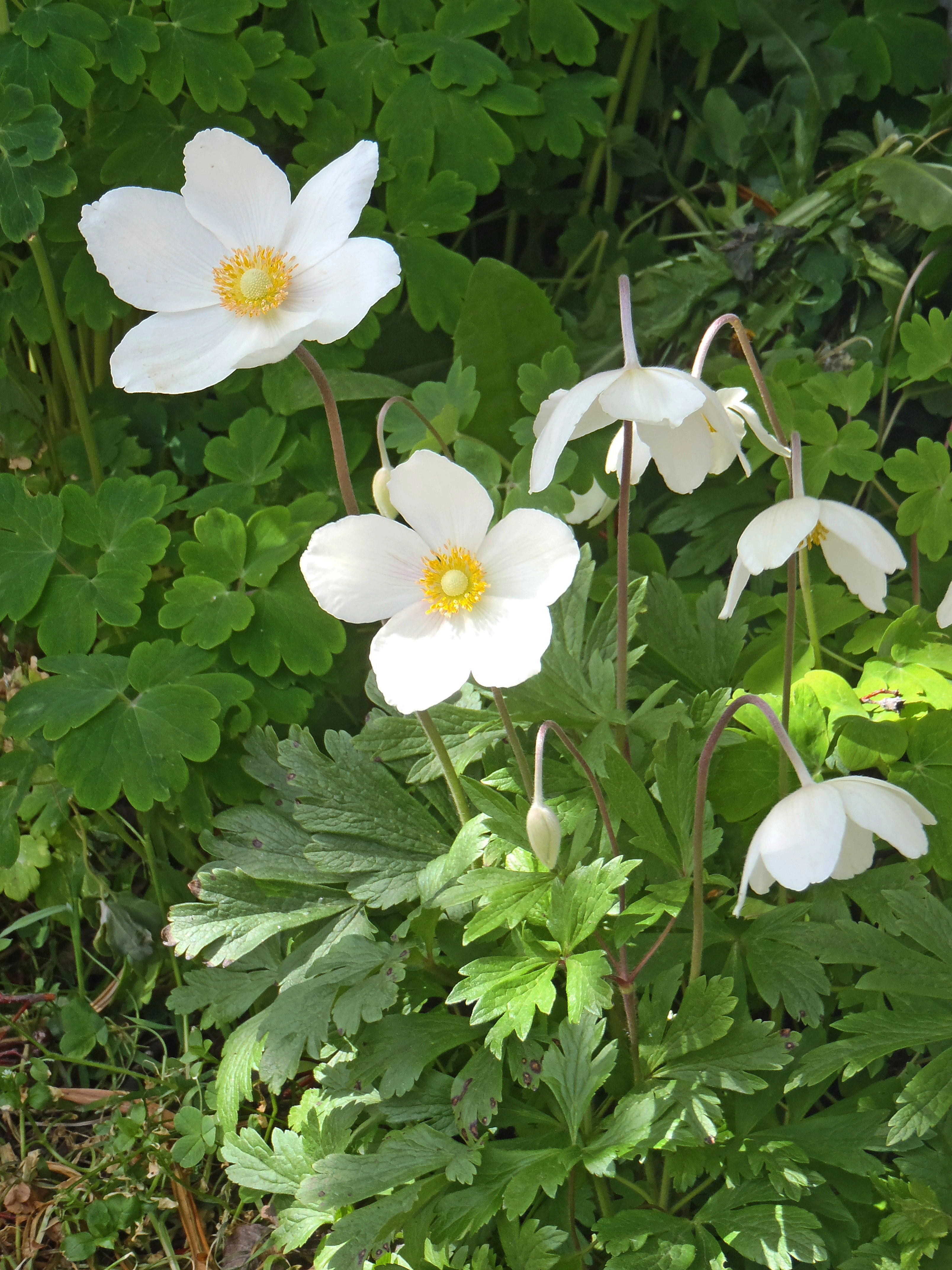 : Anemone sylvestris.