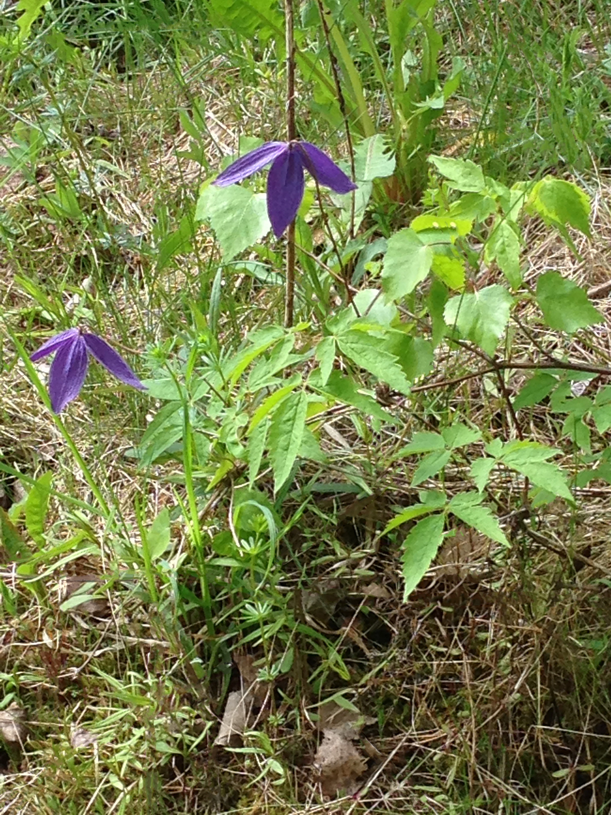 : Clematis alpina.