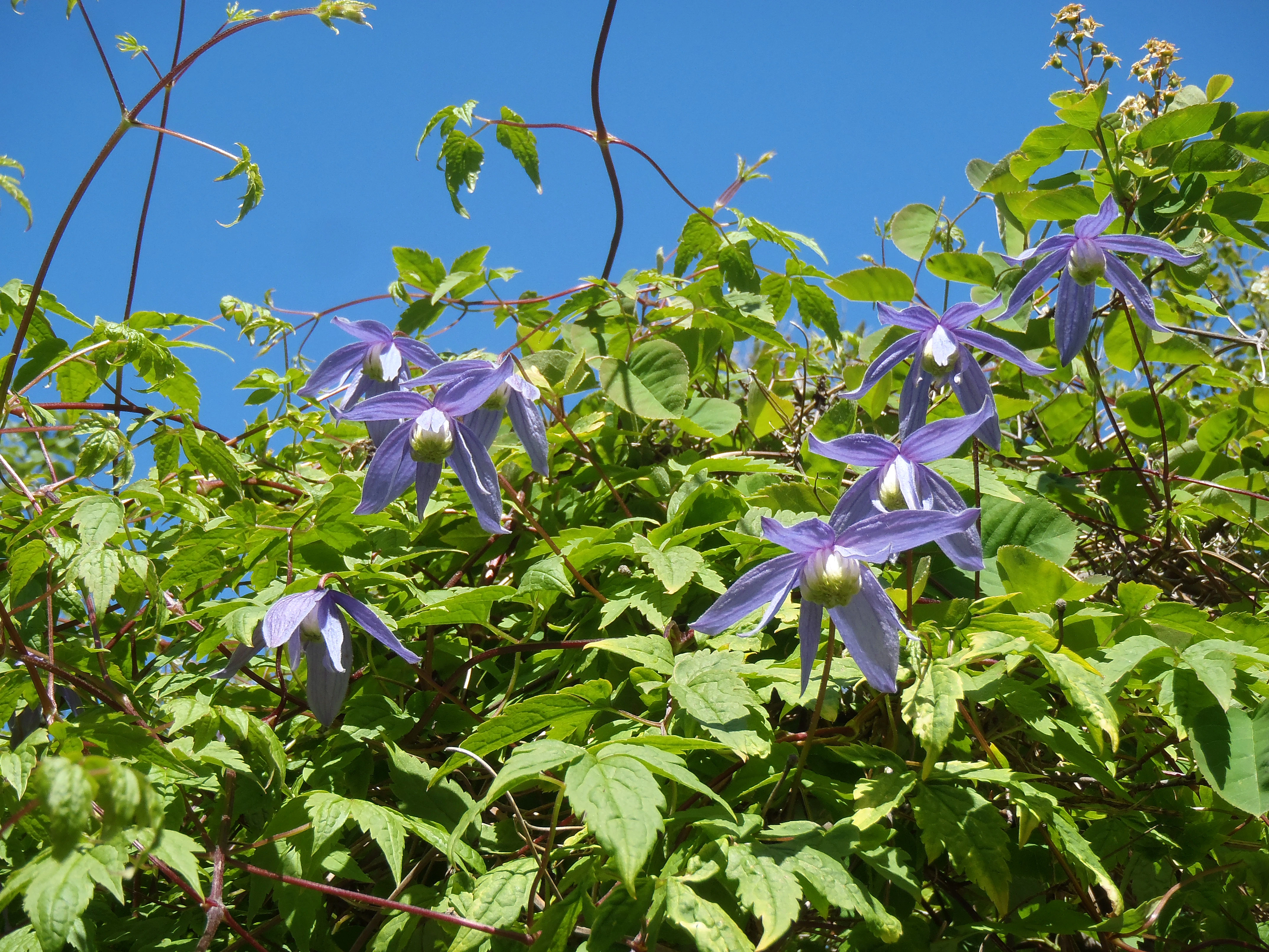 : Clematis alpina.