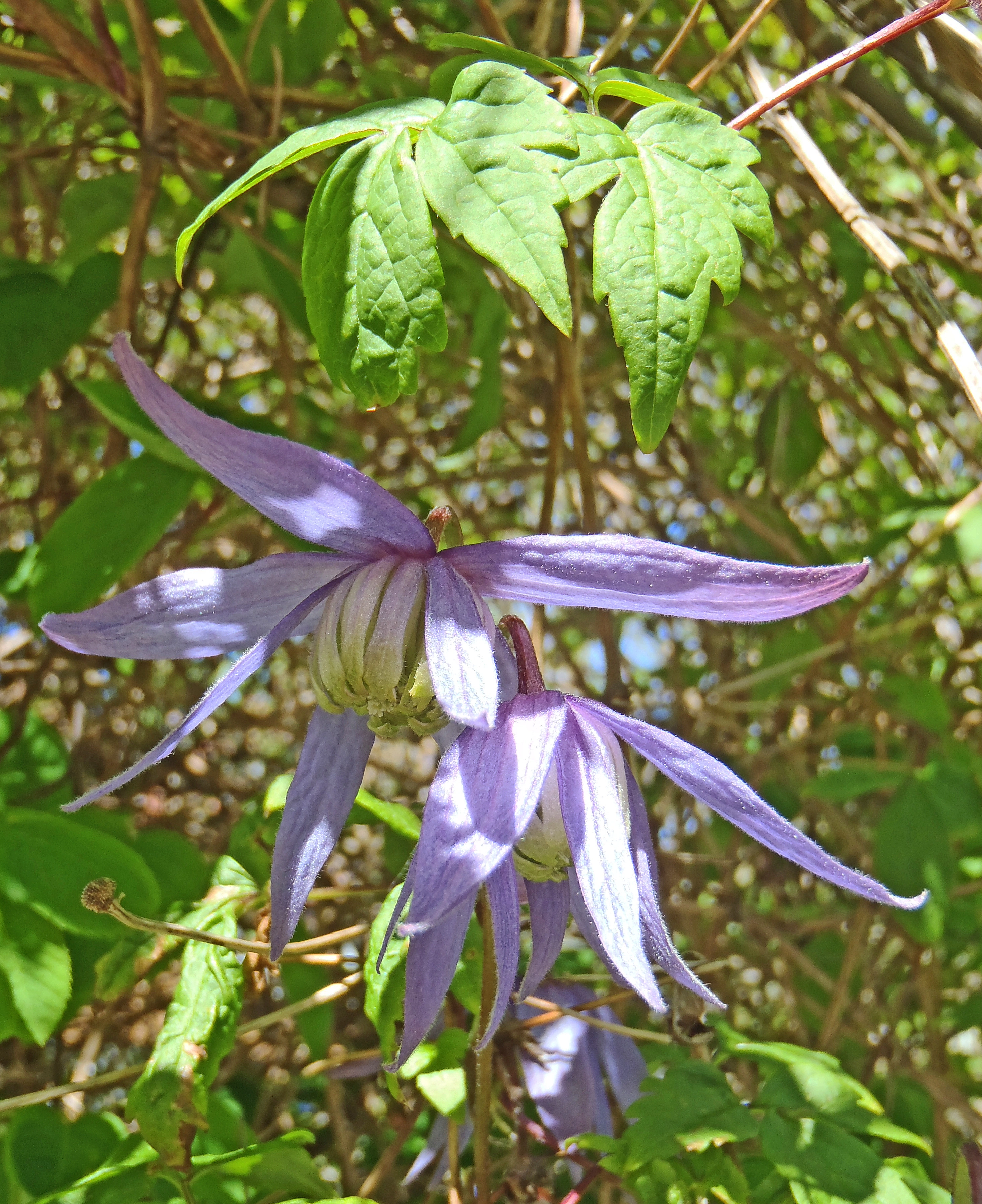 : Clematis alpina.