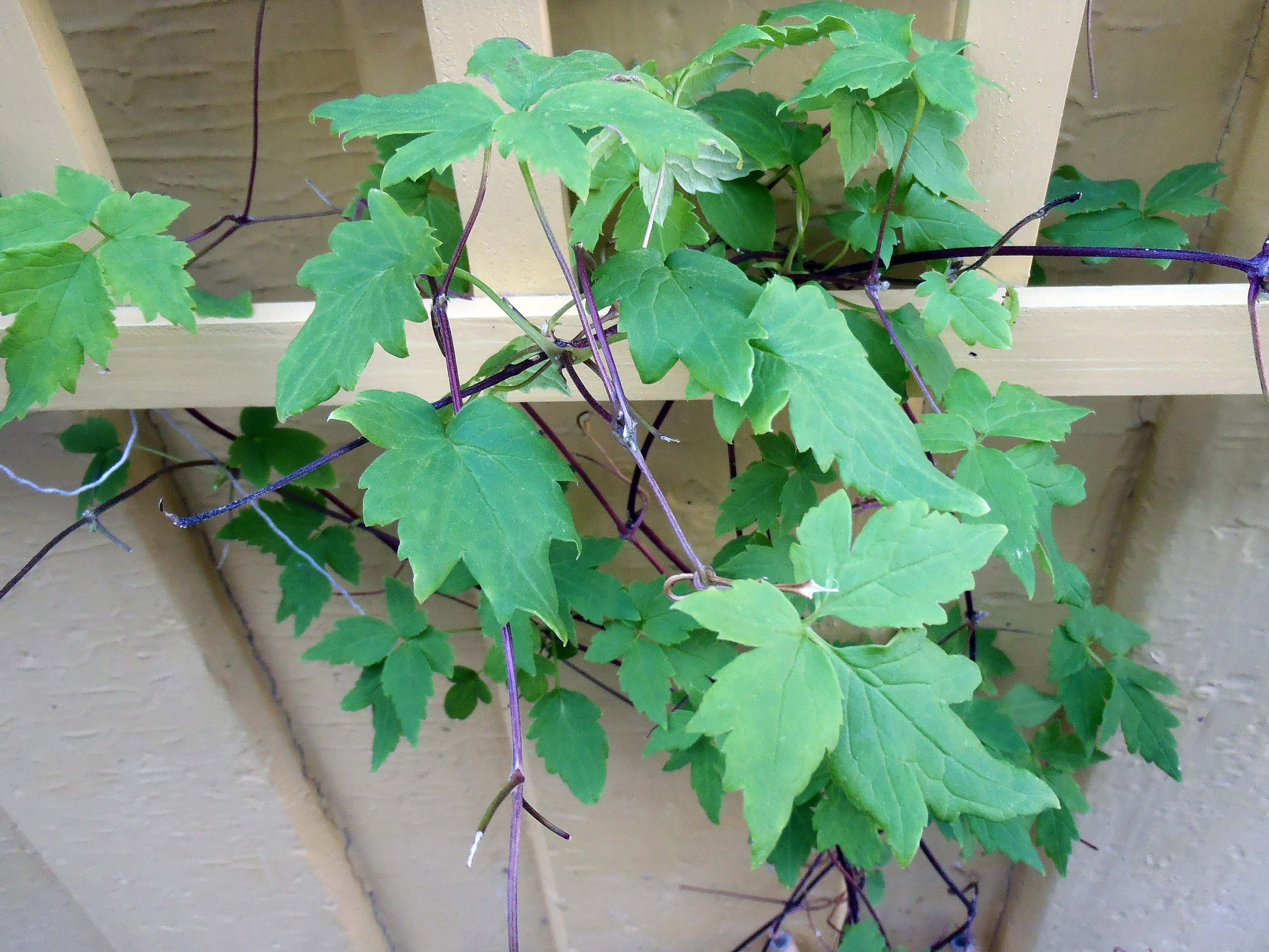 : Clematis alpina.