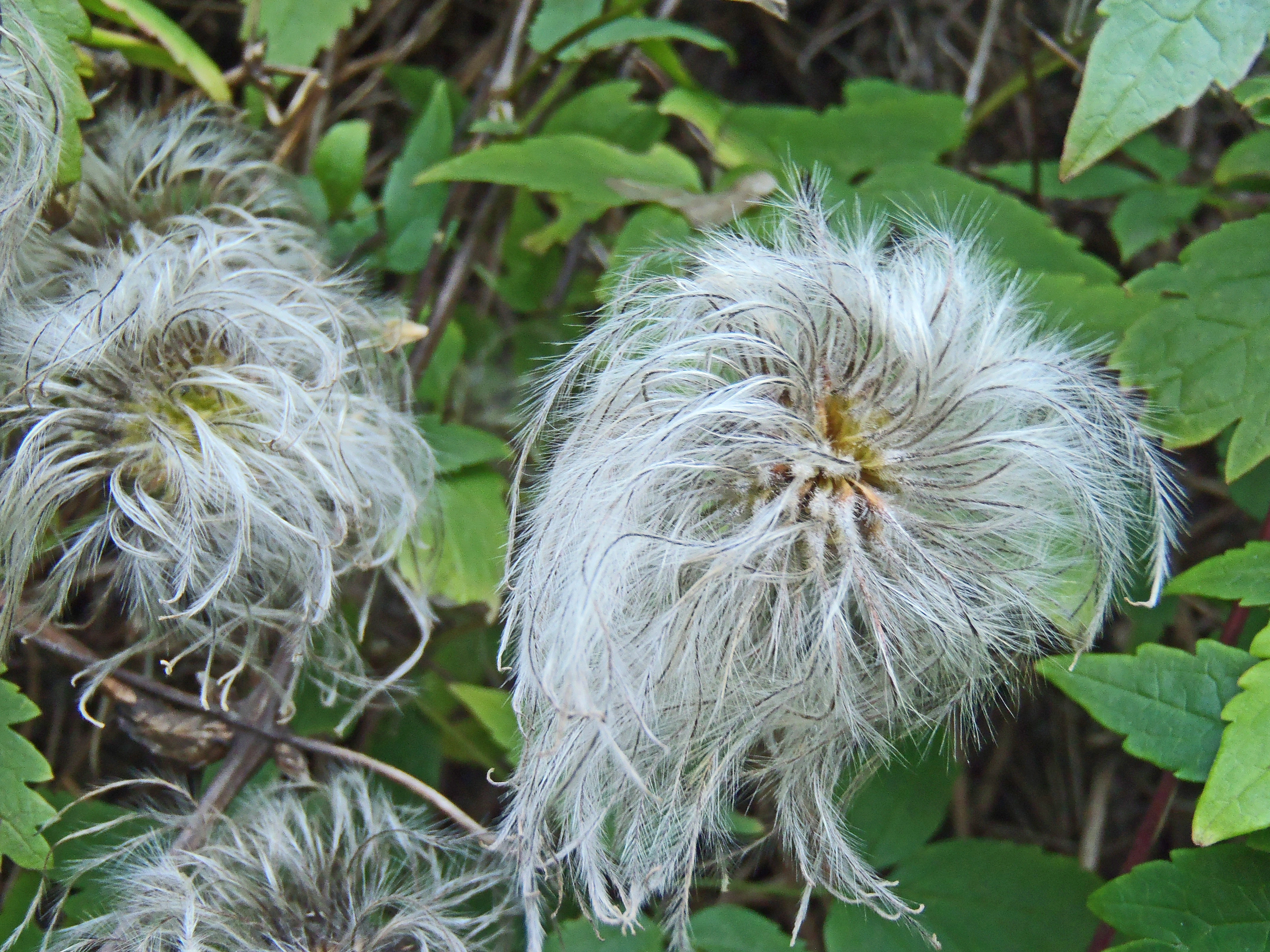 : Clematis alpina.