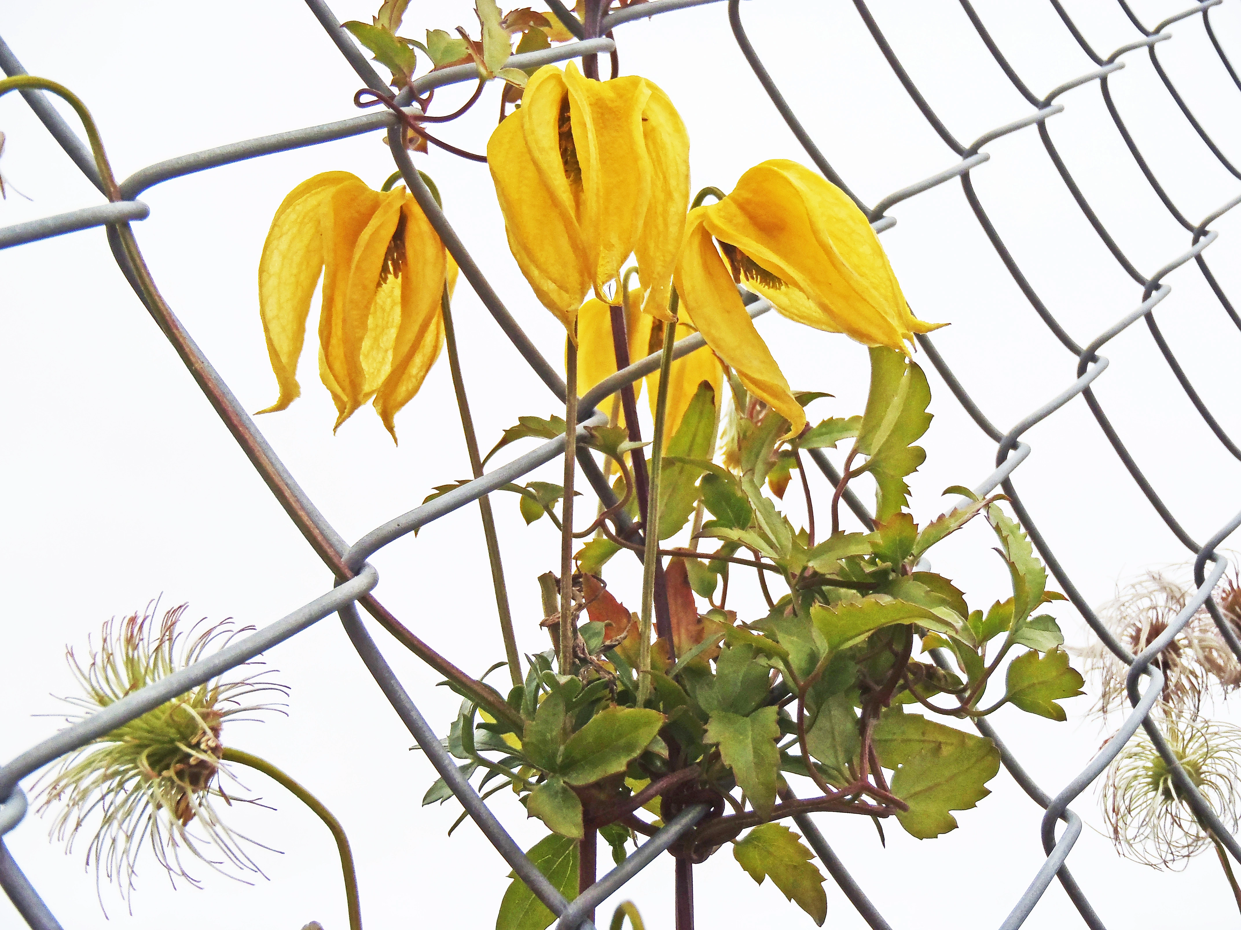 : Clematis tangutica.