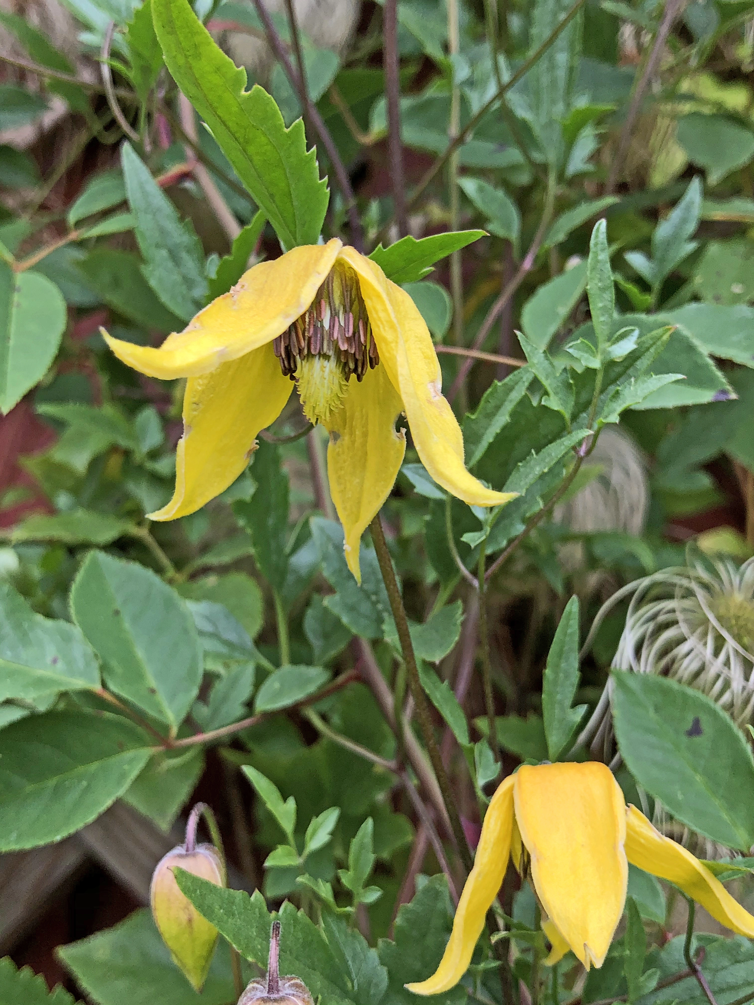 : Clematis tangutica.