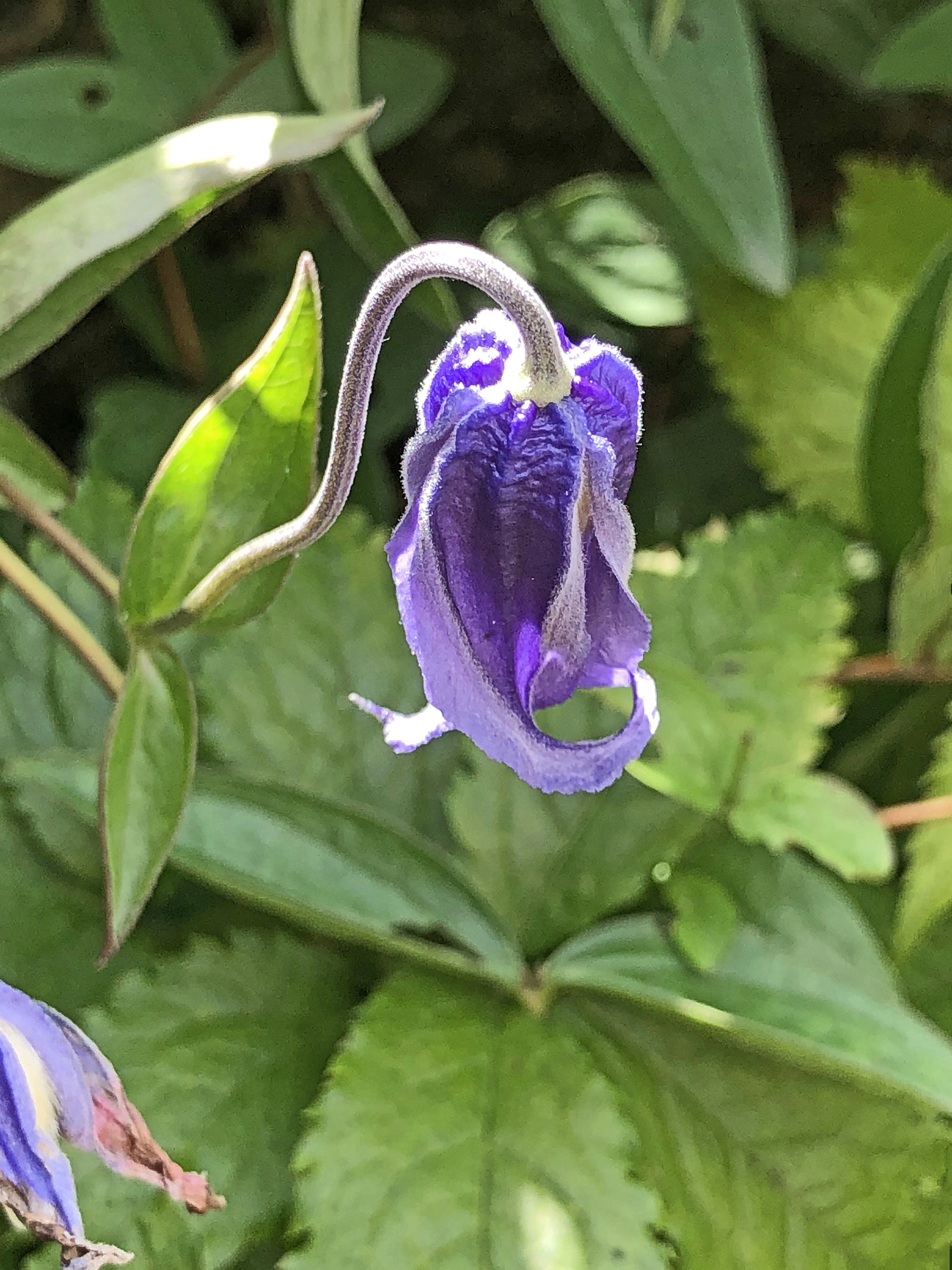 : Clematis integrifolia.