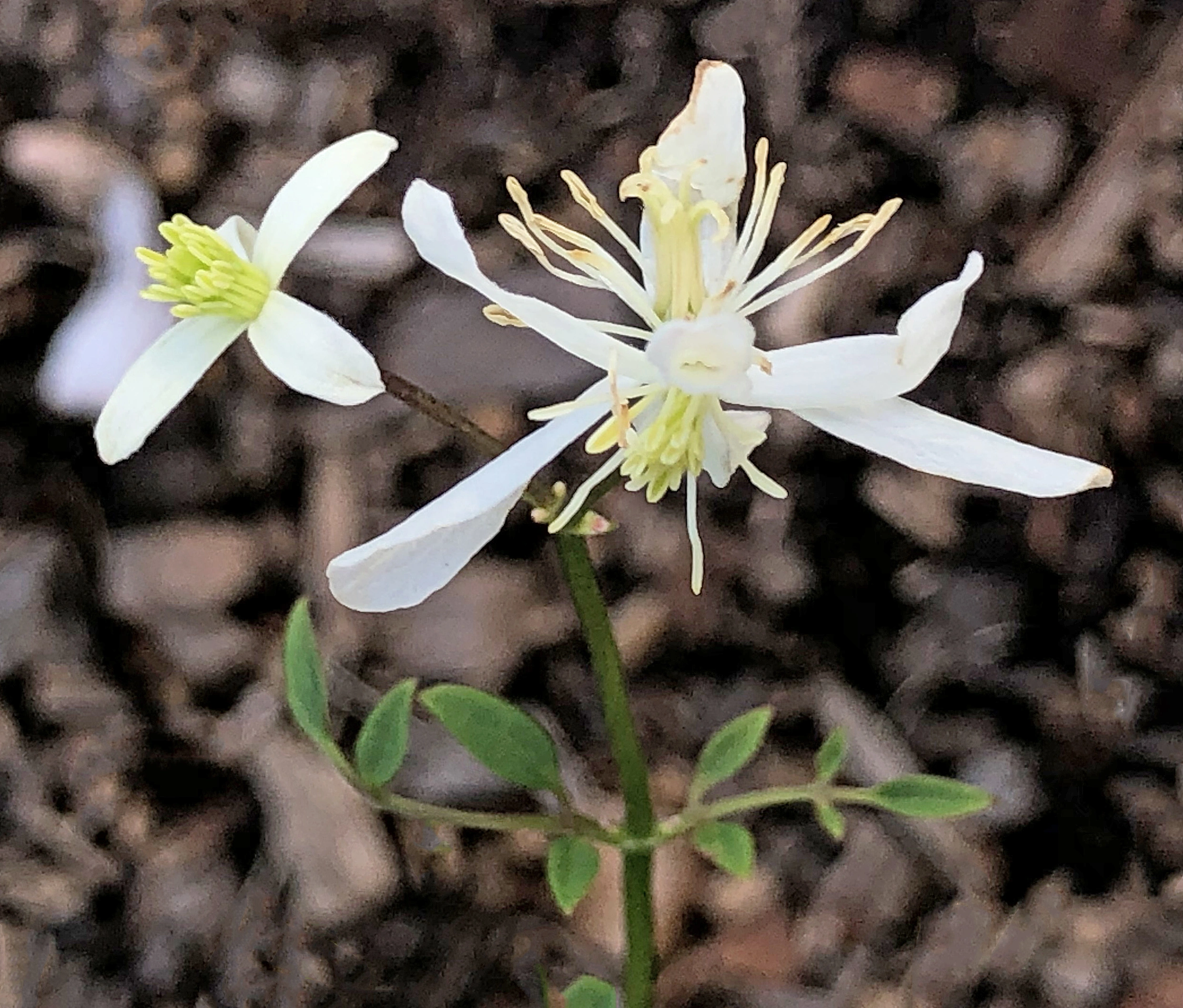 : Clematis recta.