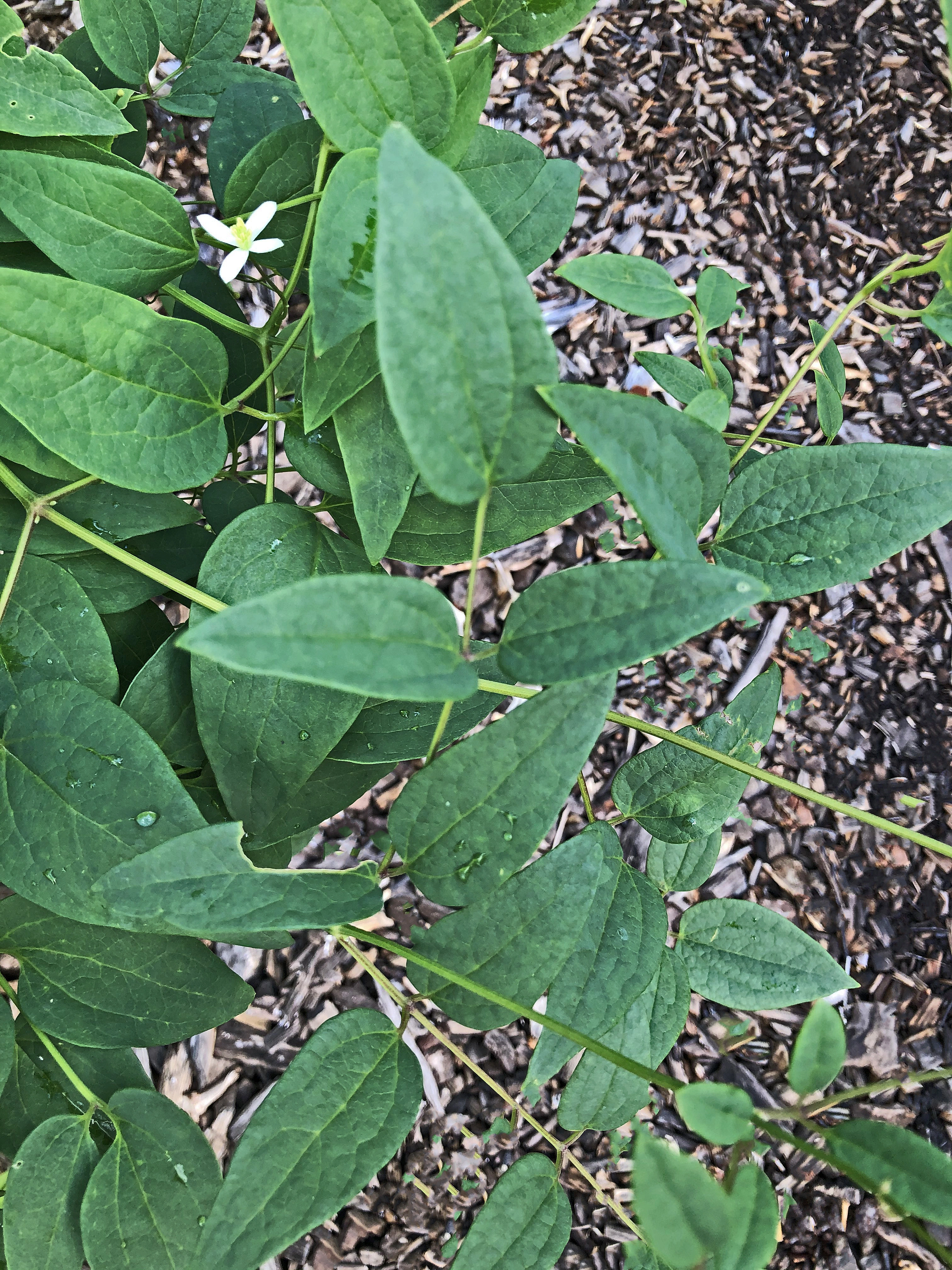 : Clematis recta.