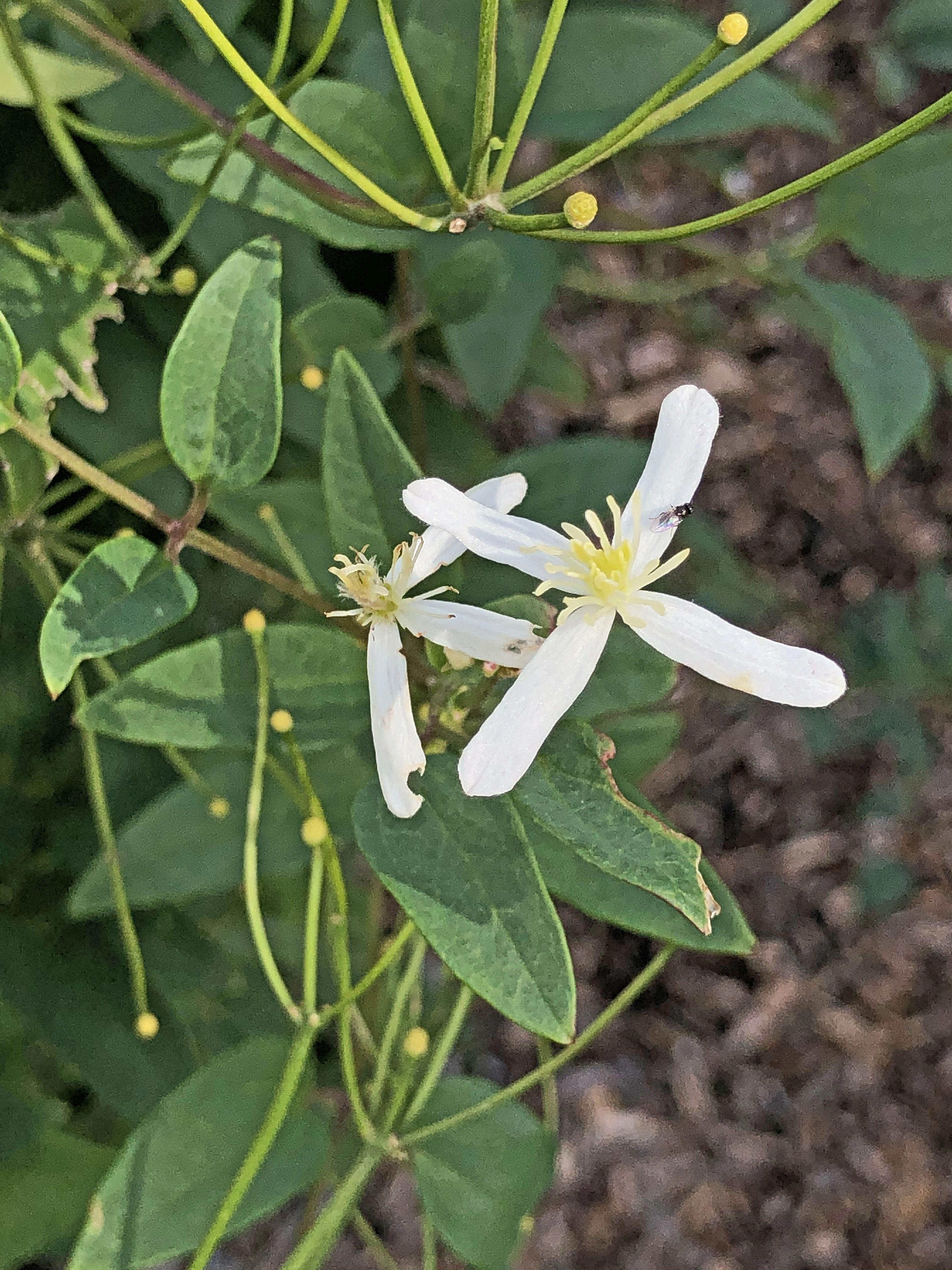 : Clematis recta.