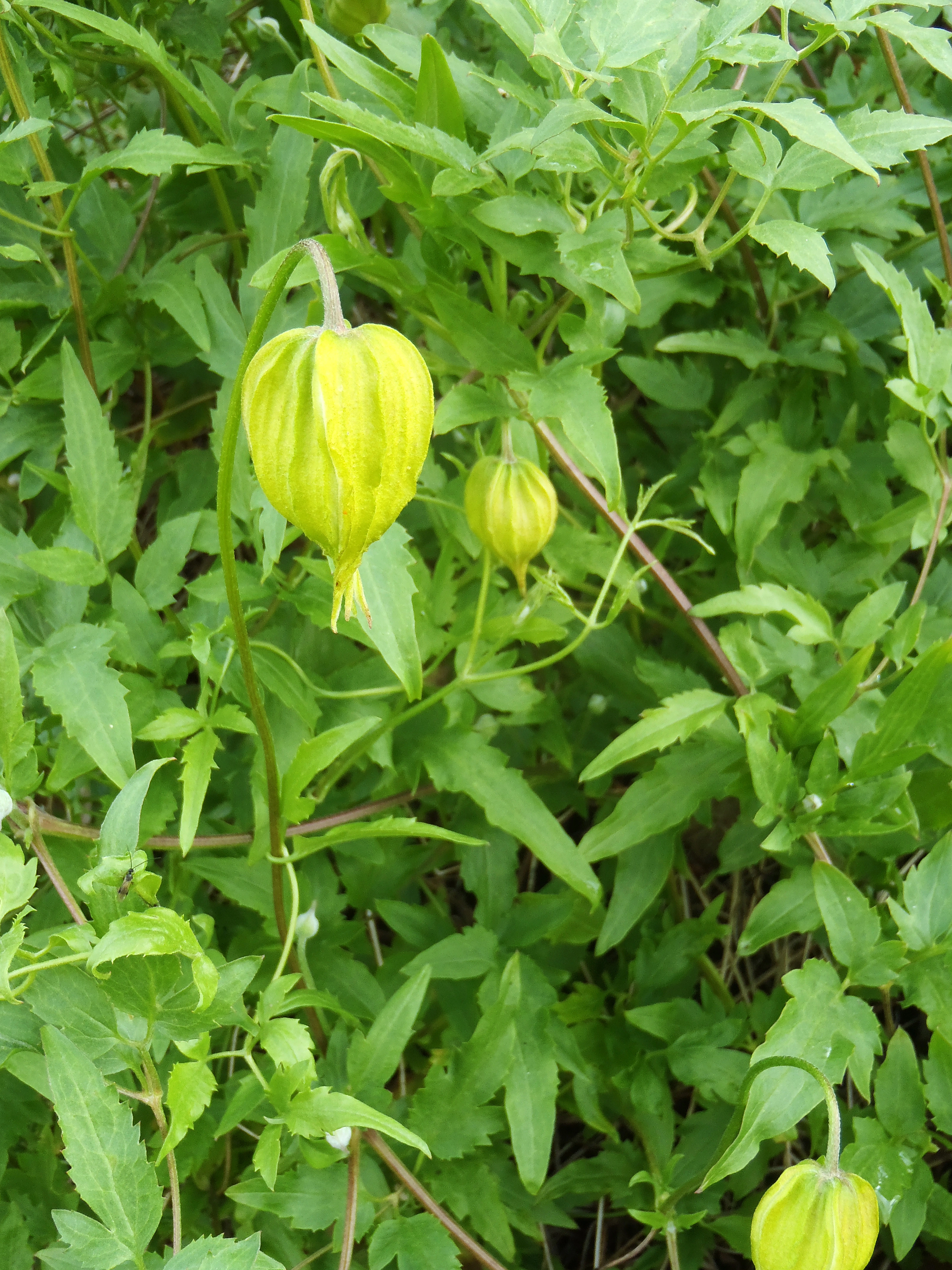 : Clematis tangutica.