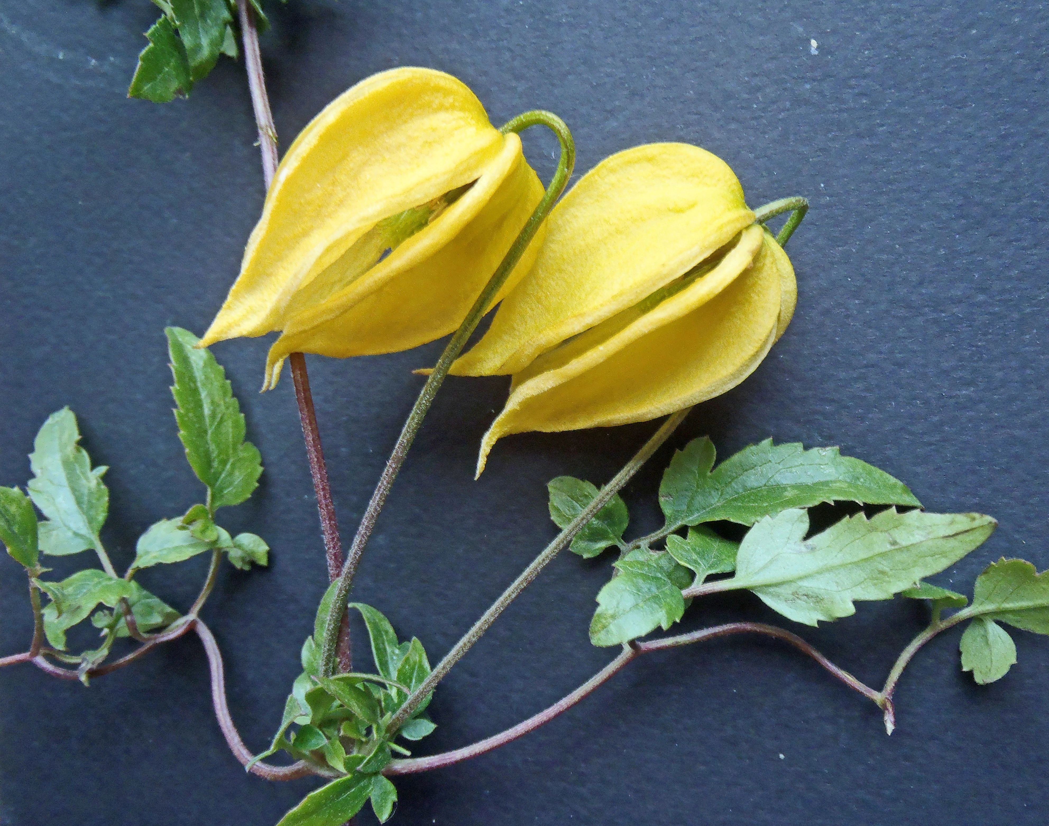 : Clematis tangutica.