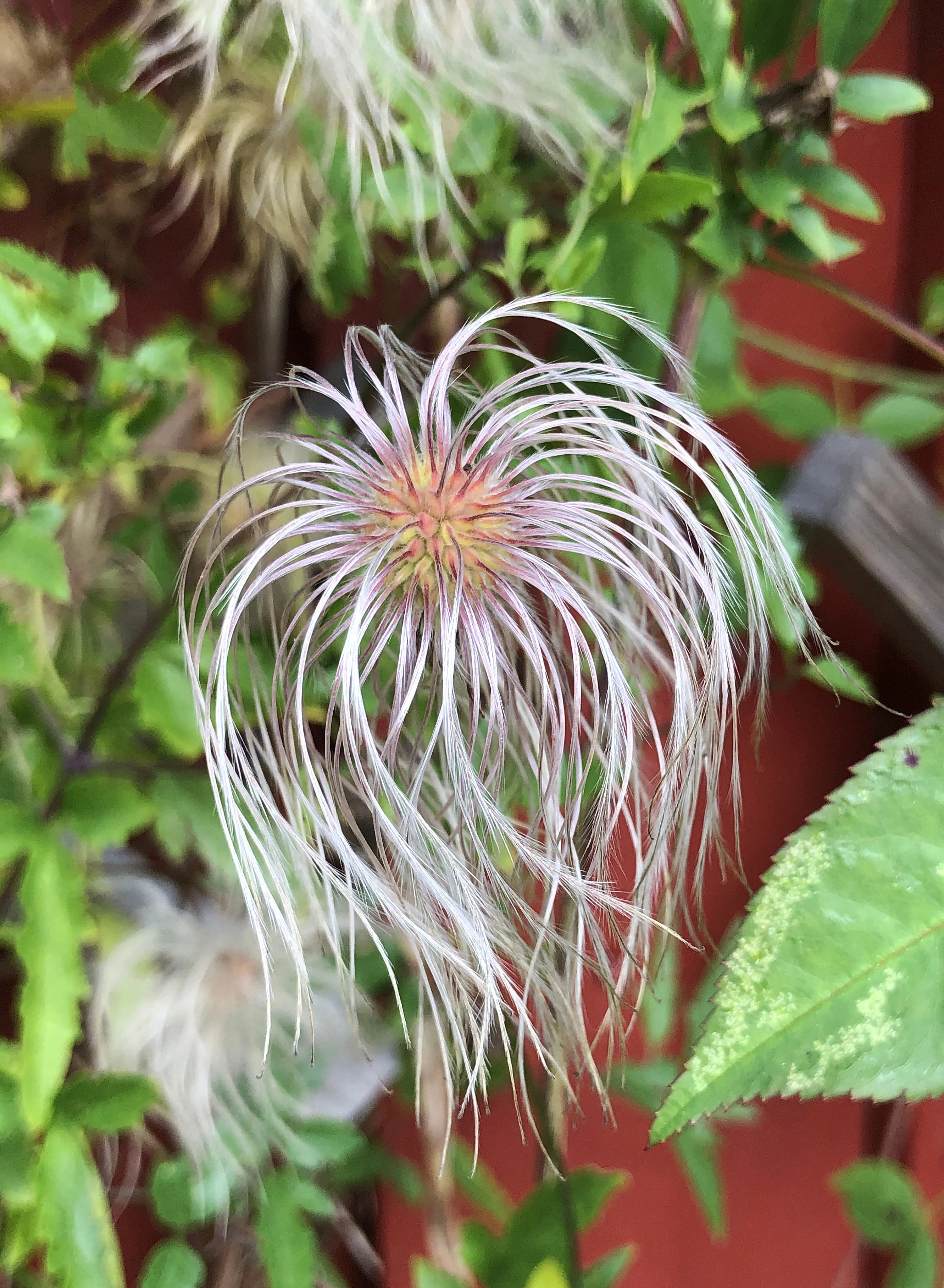 : Clematis tangutica.