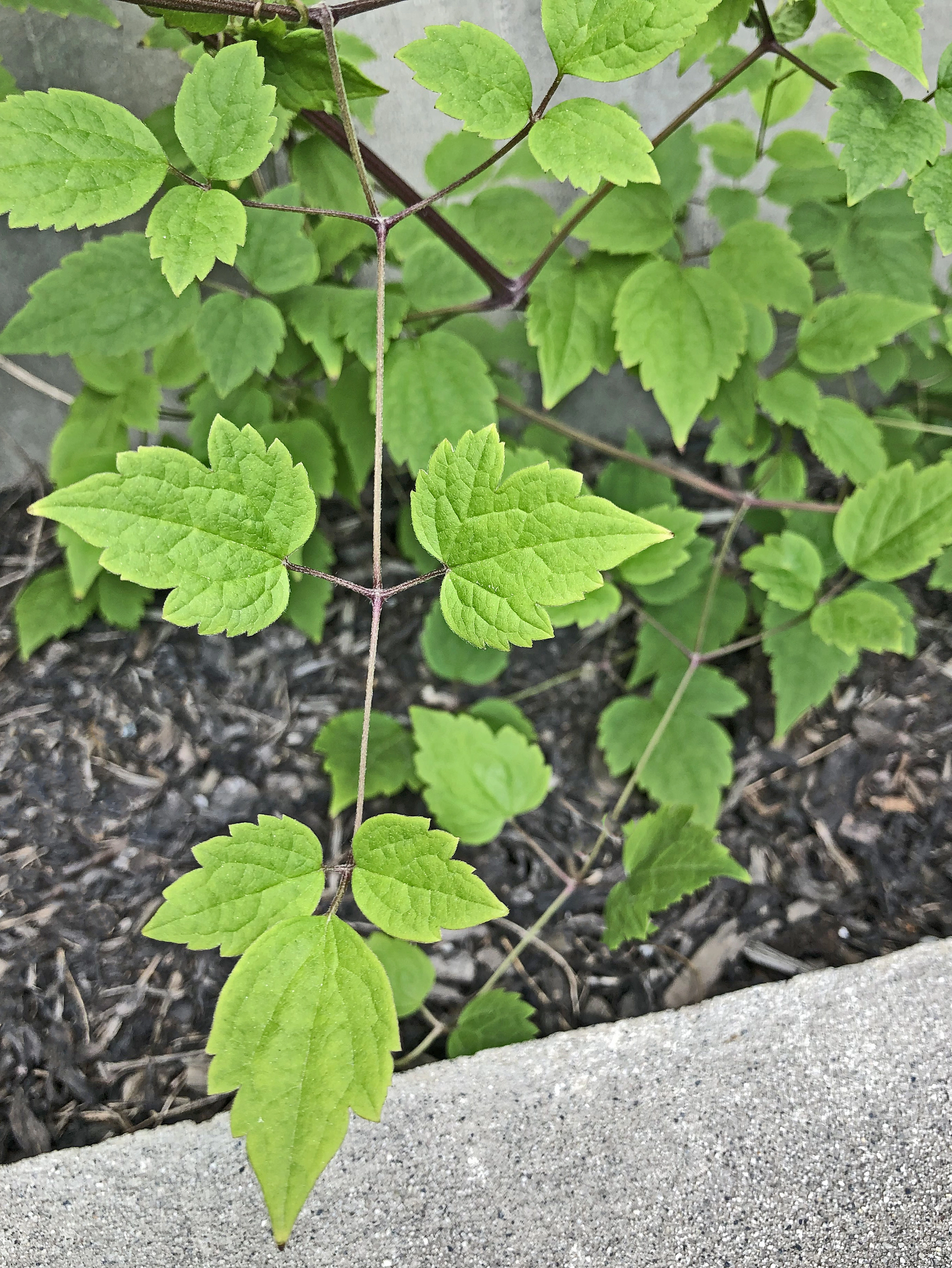 : Clematis vitalba.