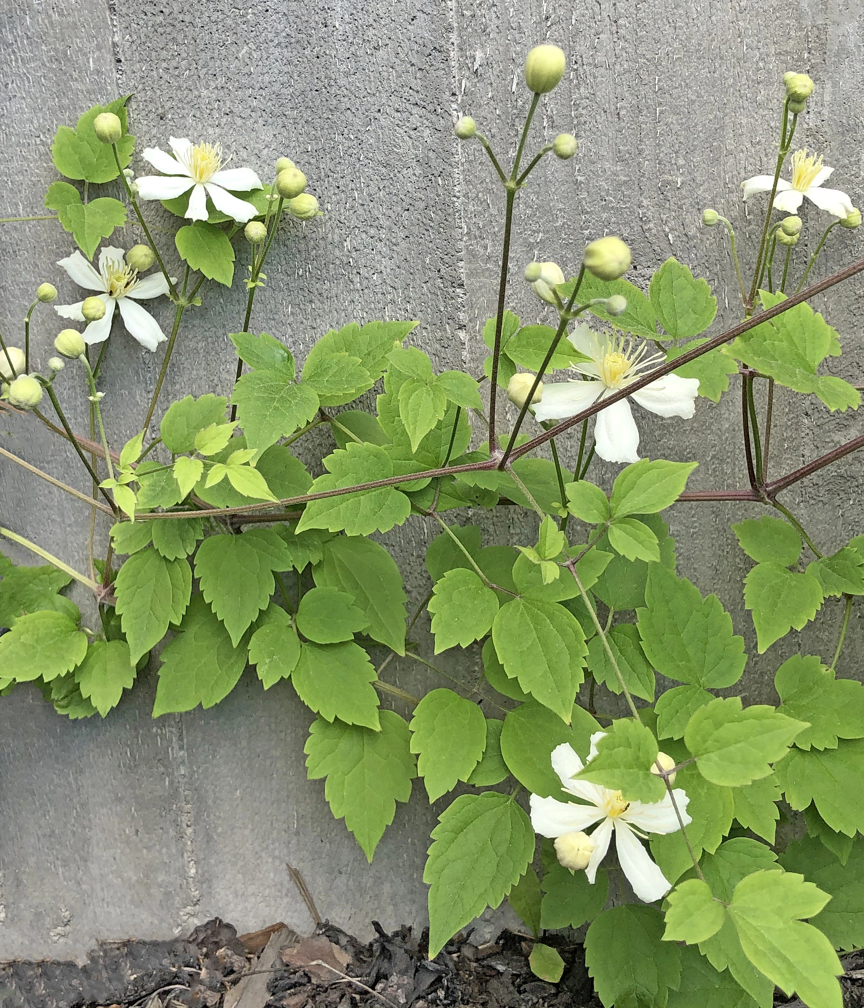 : Clematis vitalba.