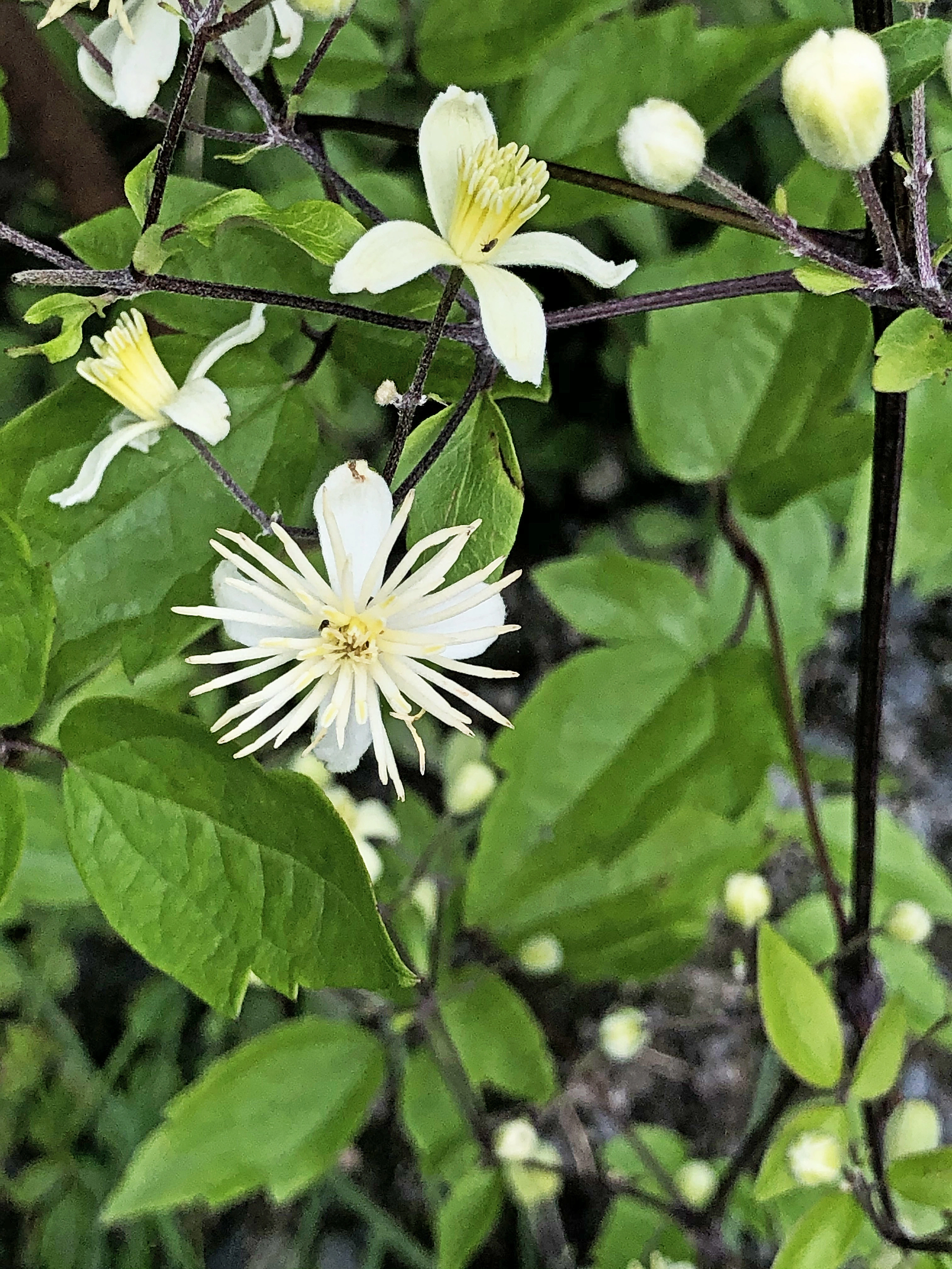 : Clematis vitalba.