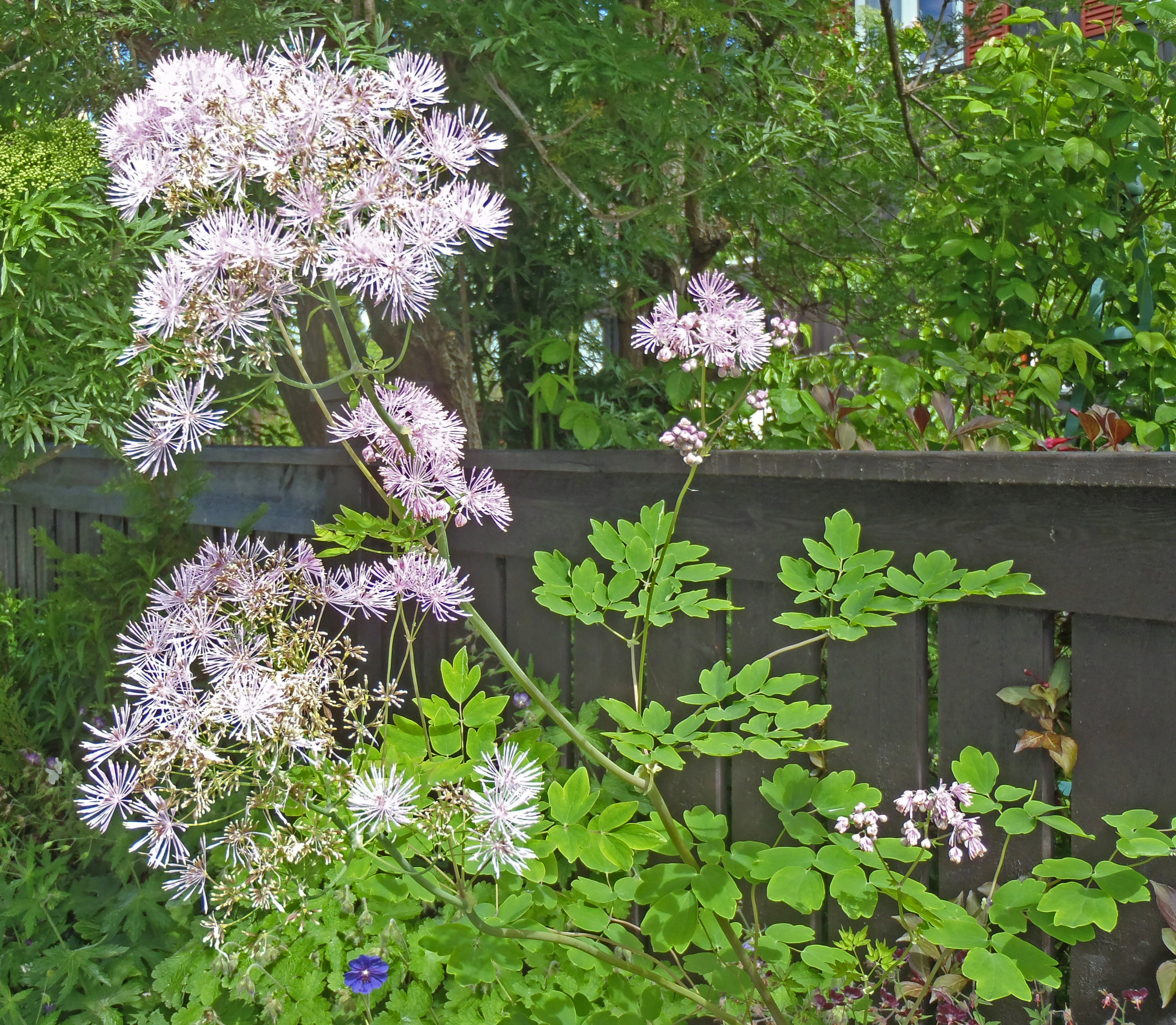 : Thalictrum aquilegiifolium.