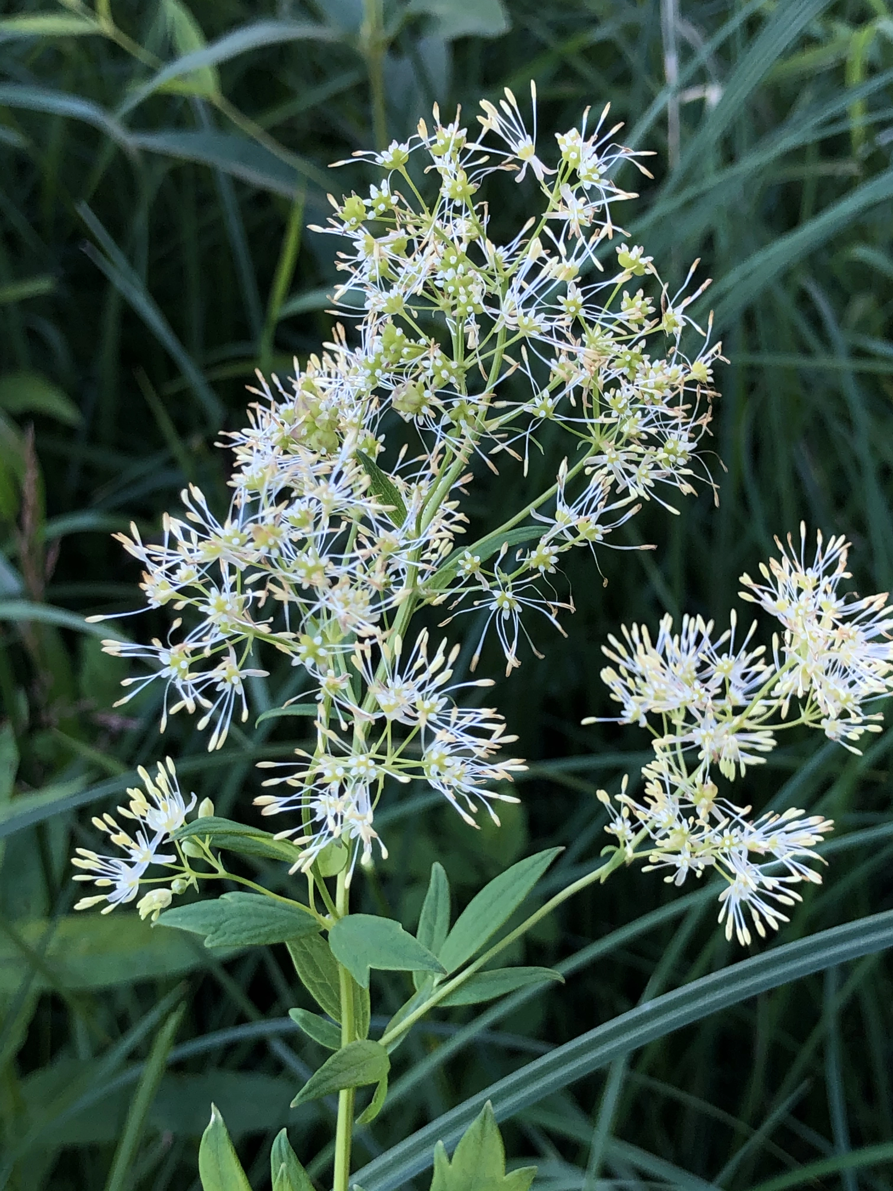 : Thalictrum flavum.