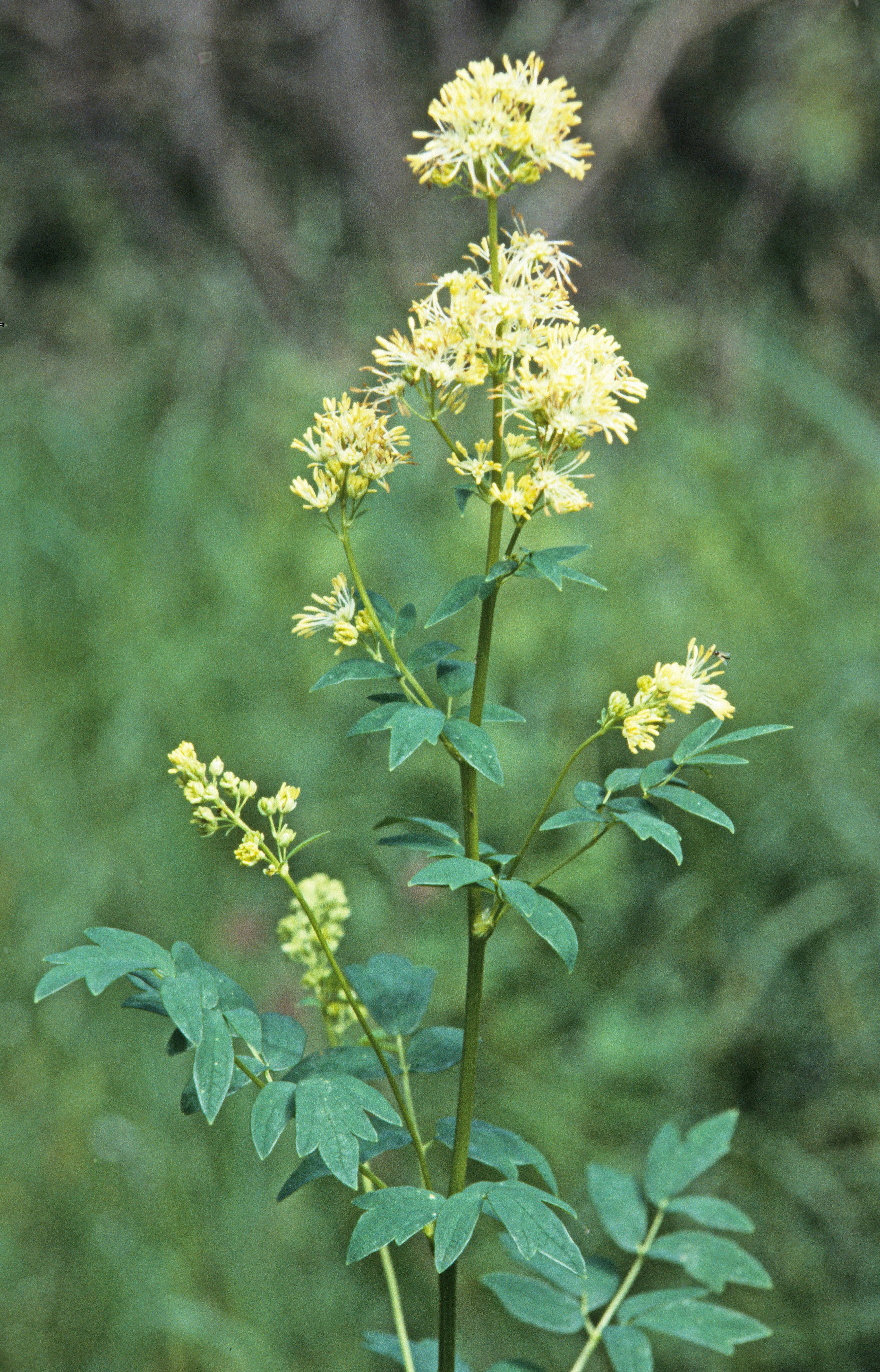 : Thalictrum flavum.