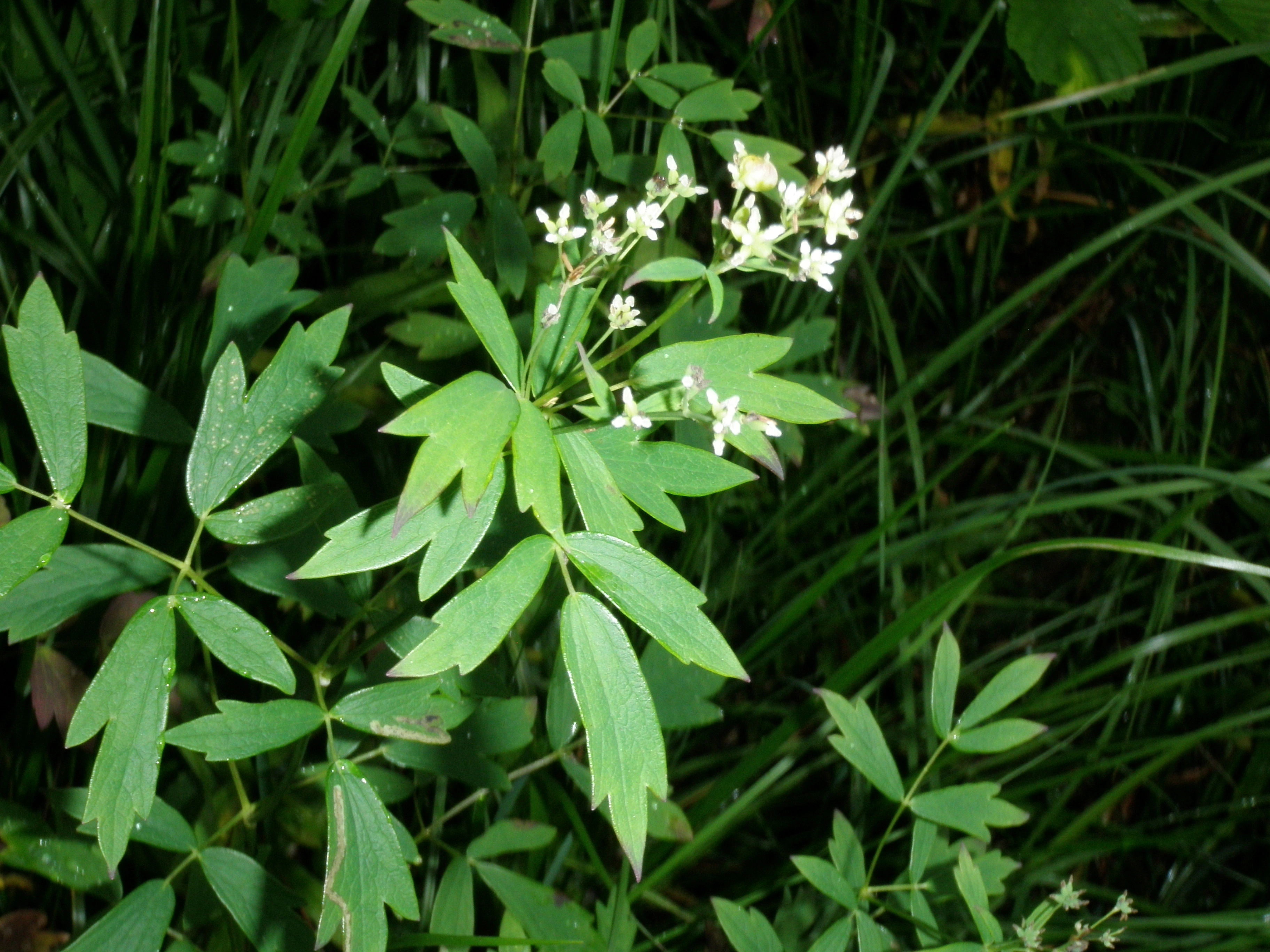 : Thalictrum flavum.