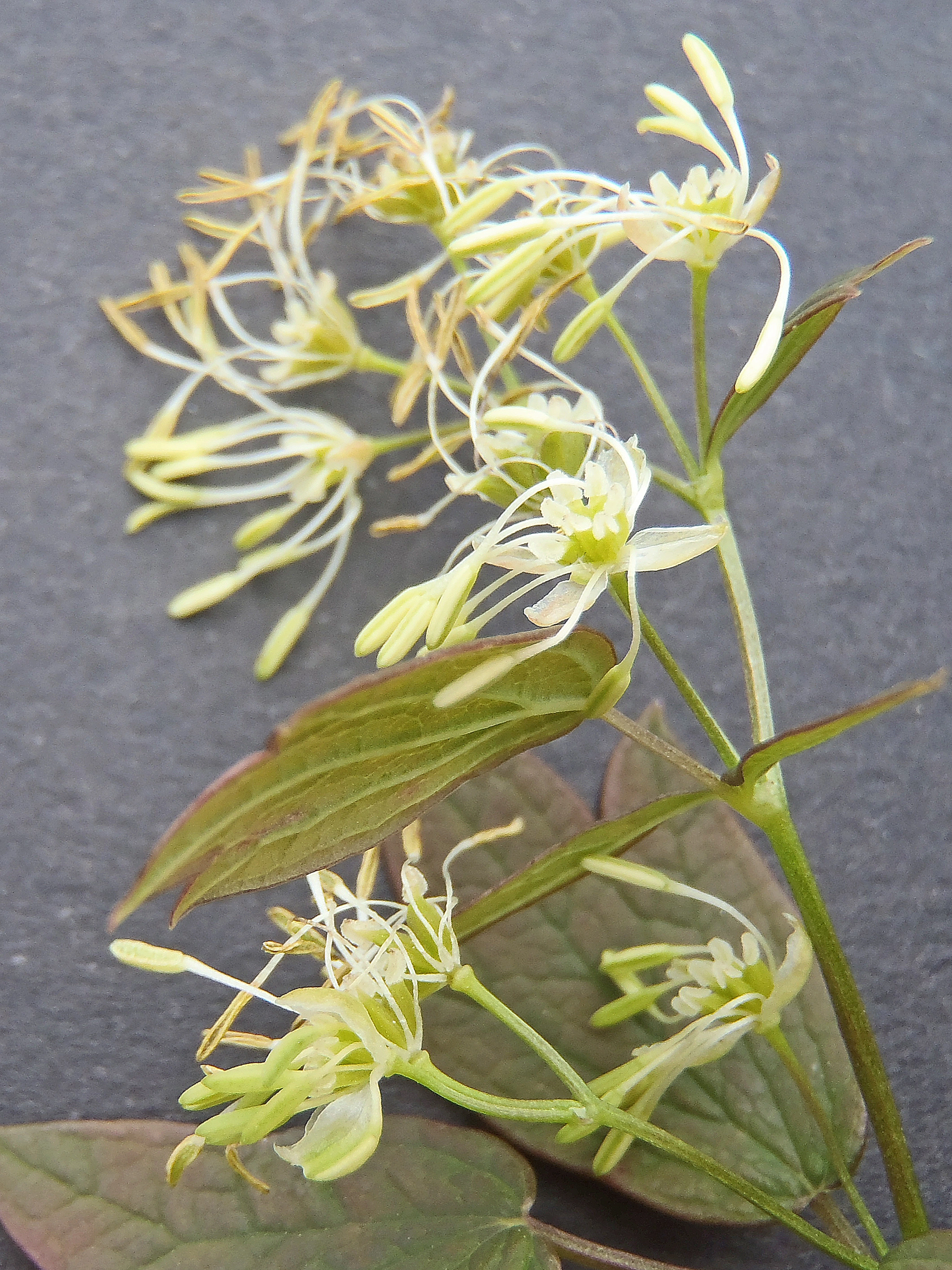 : Thalictrum flavum.