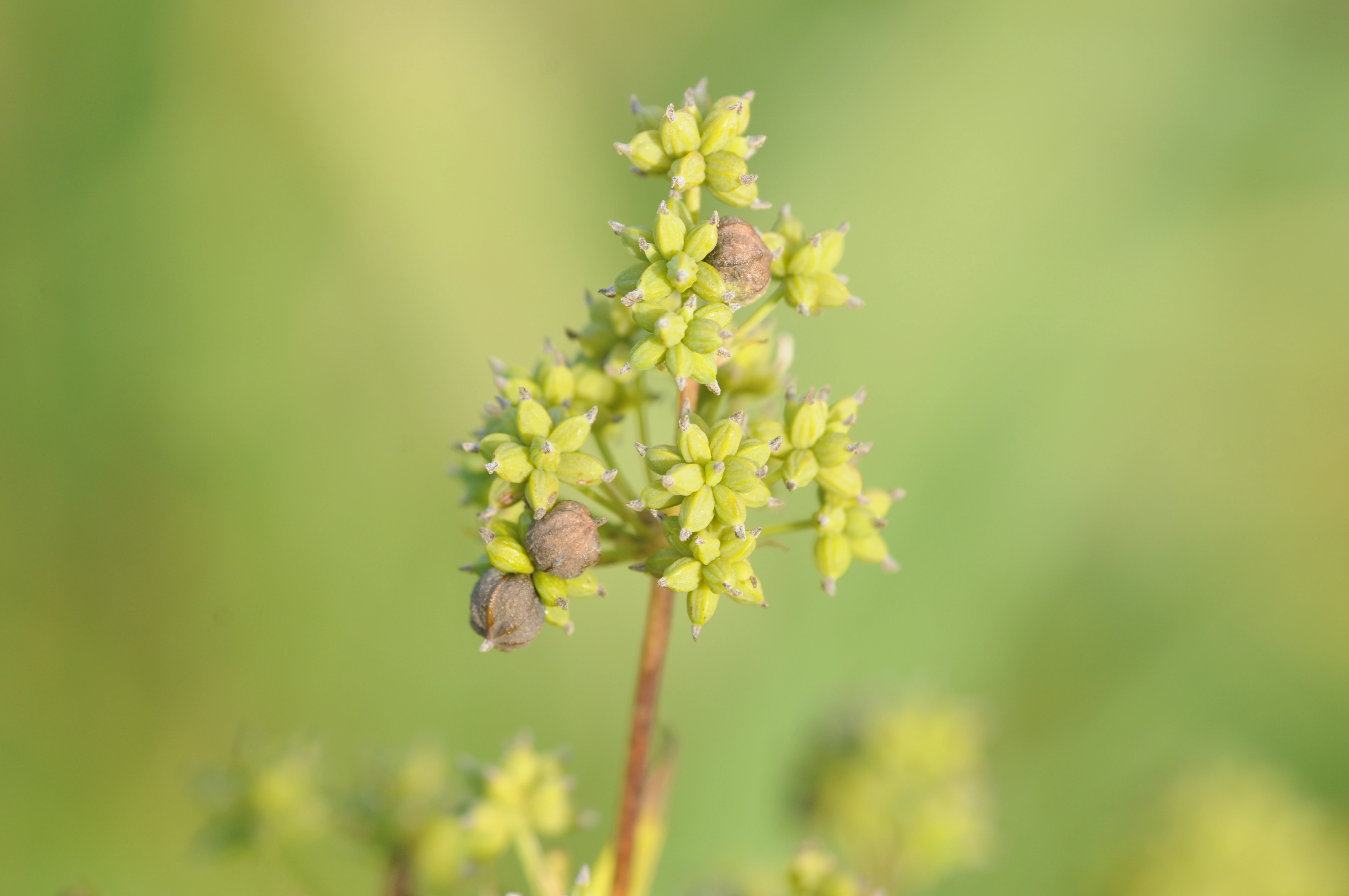 : Thalictrum flavum.