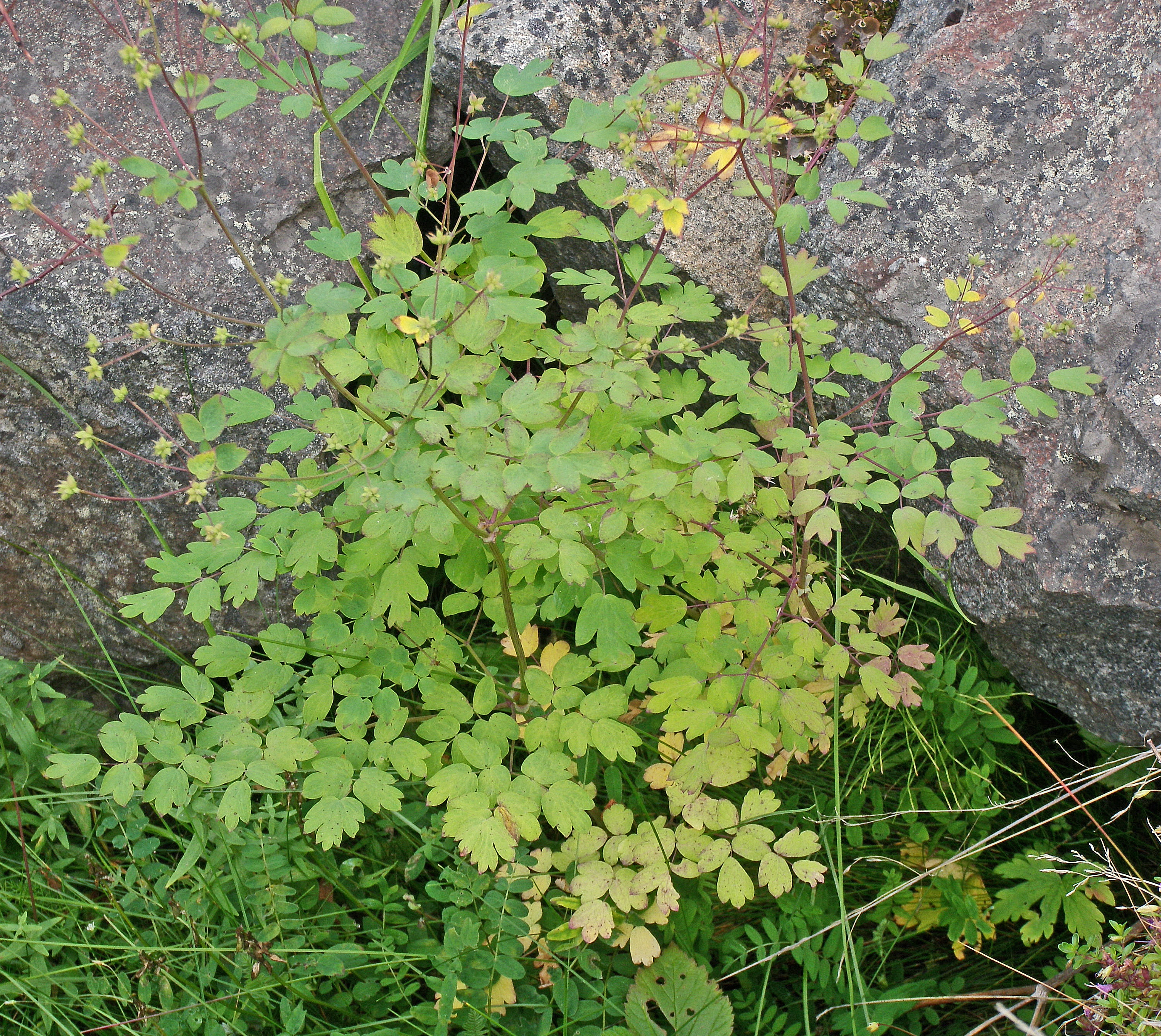 : Thalictrum kemense.