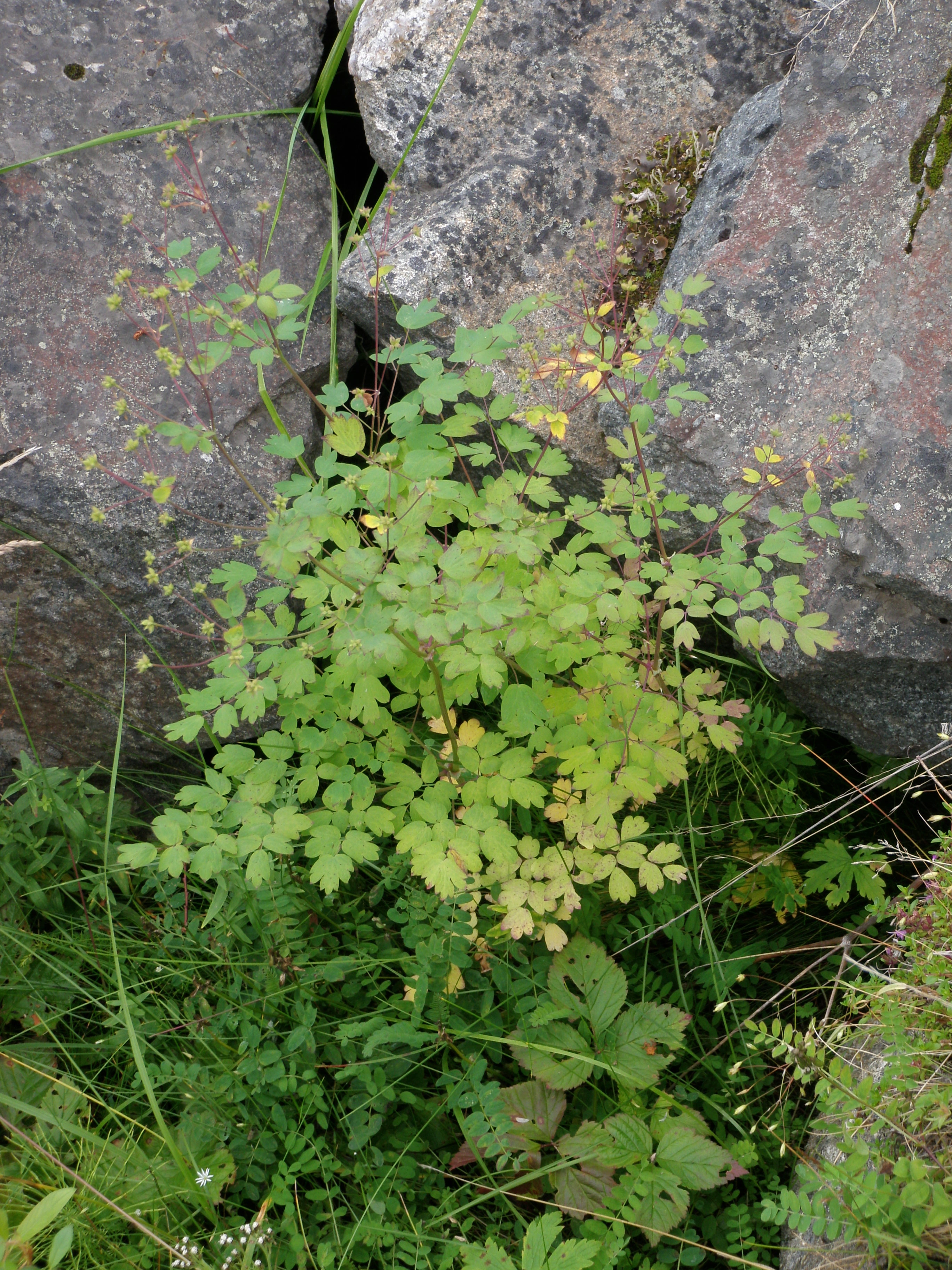 : Thalictrum kemense.