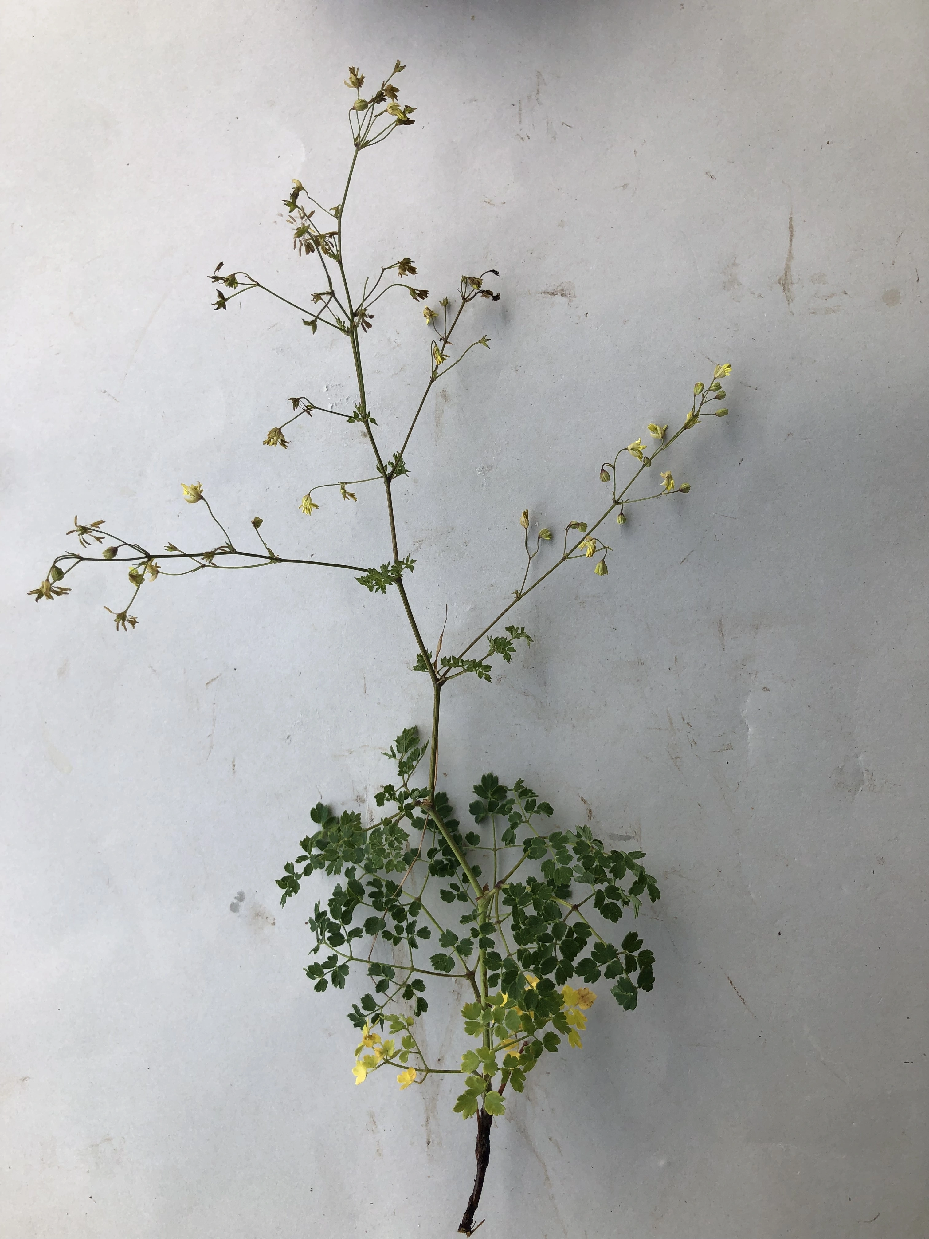 : Thalictrum minus arenarium.