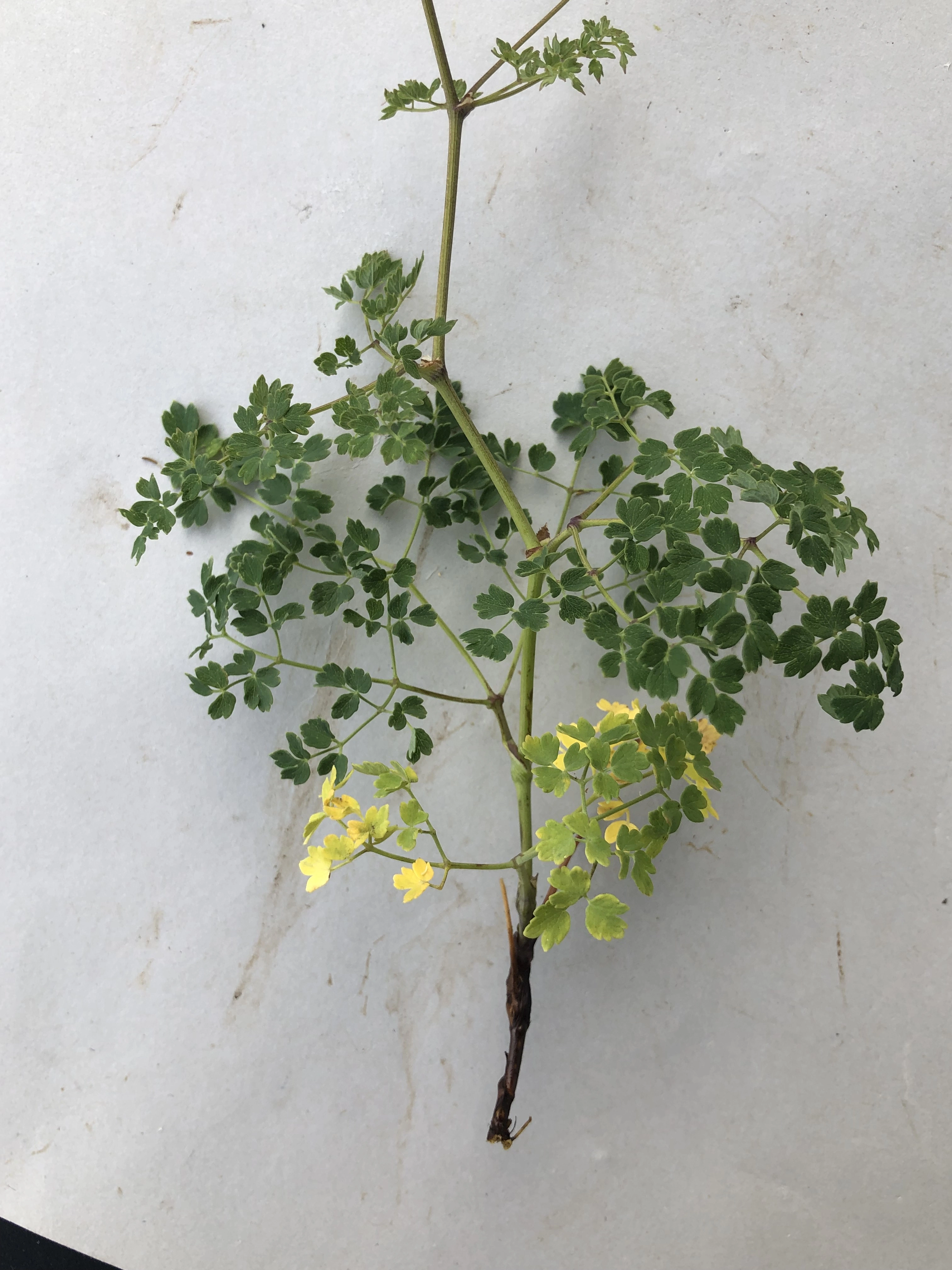 : Thalictrum minus arenarium.