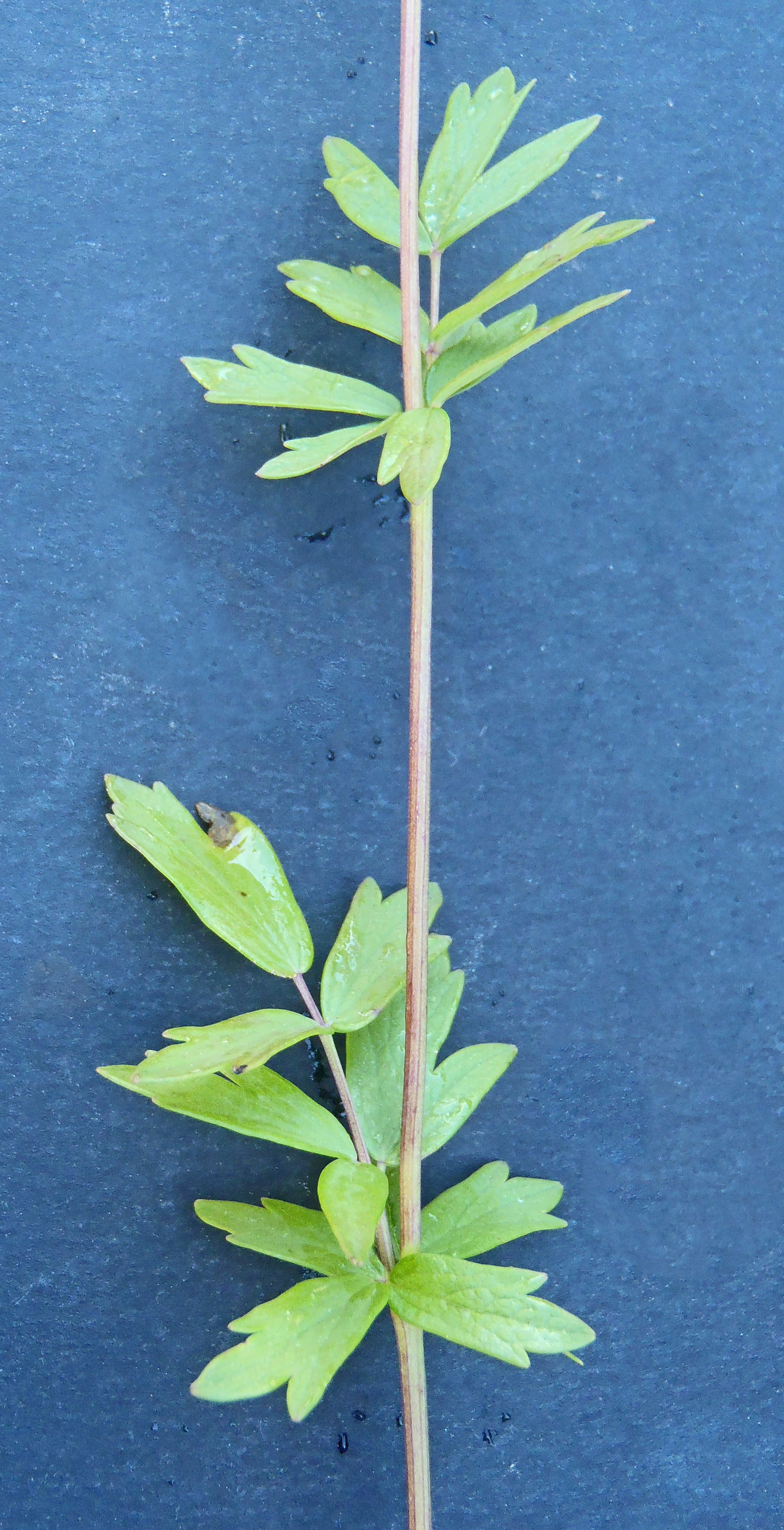 : Thalictrum simplex simplex.